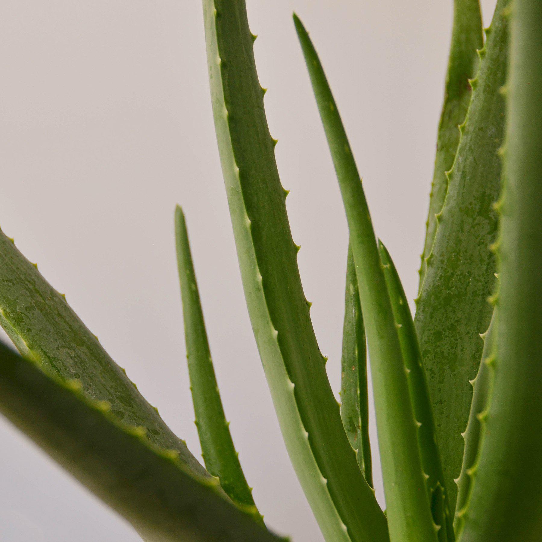 Aloe Vera-Aloe-The Succulent Source