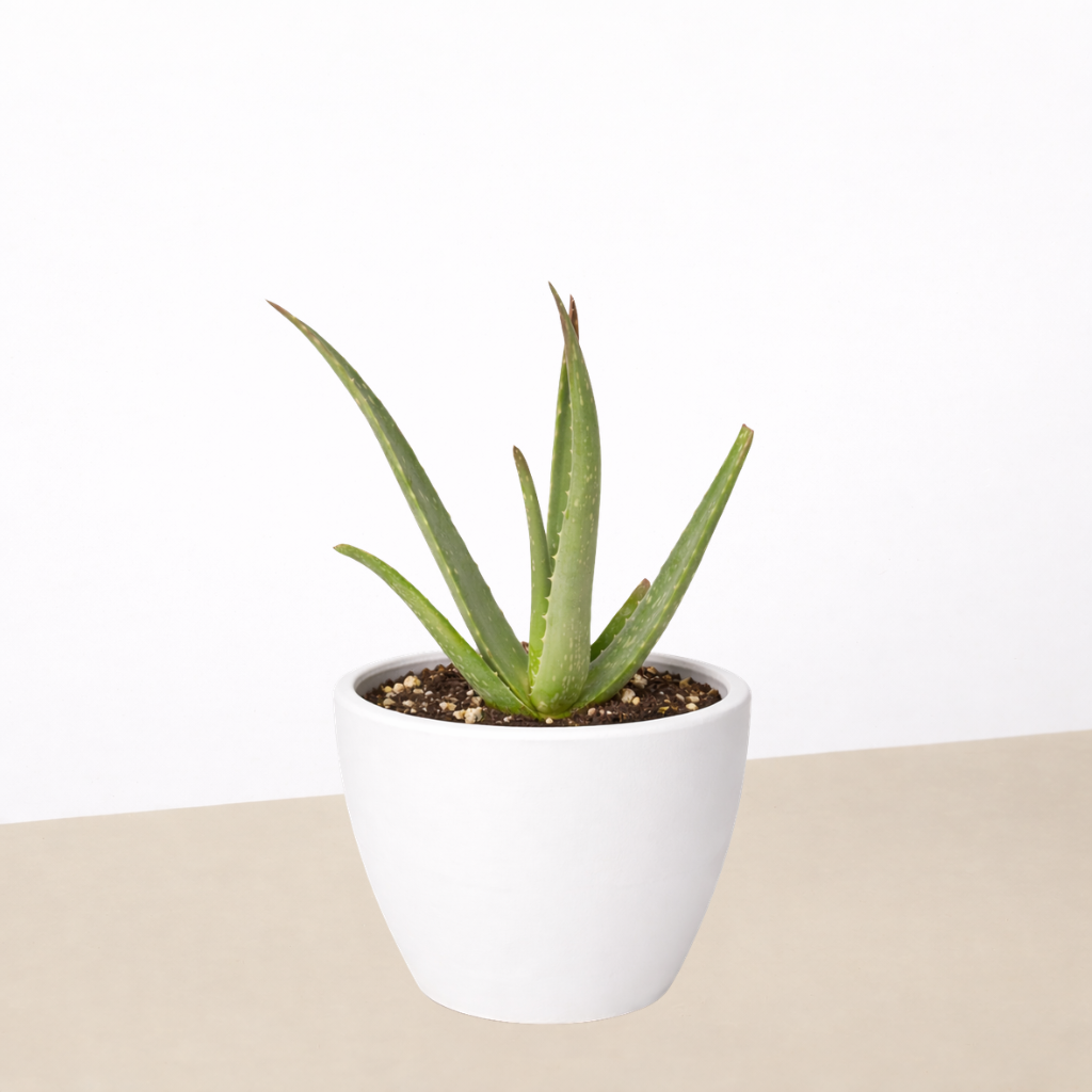 Aloe Vera-Aloe-The Succulent Source