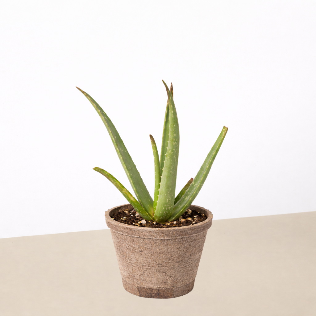 Aloe Vera-Aloe-The Succulent Source