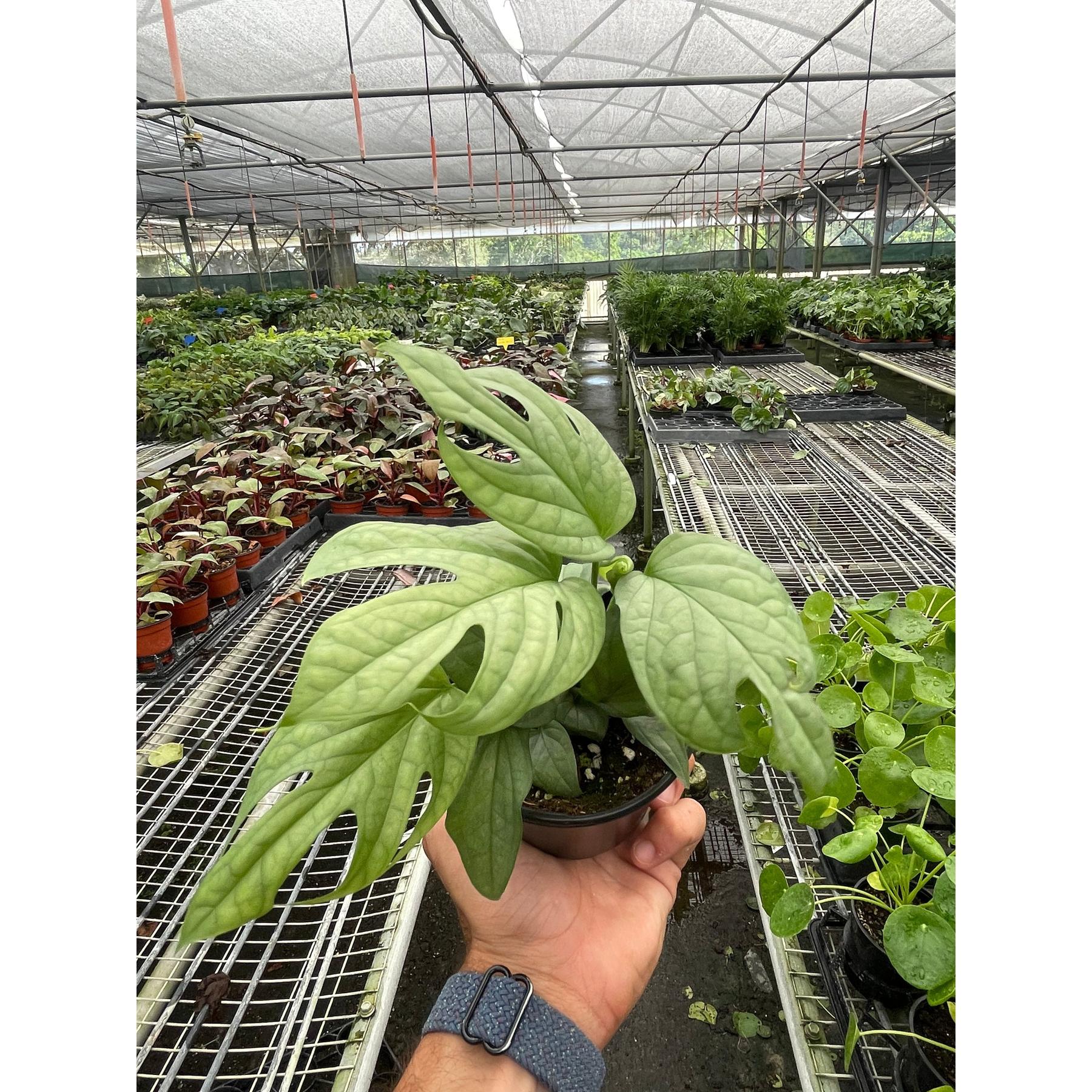 spiderman monstera Amydrium 'Silver'