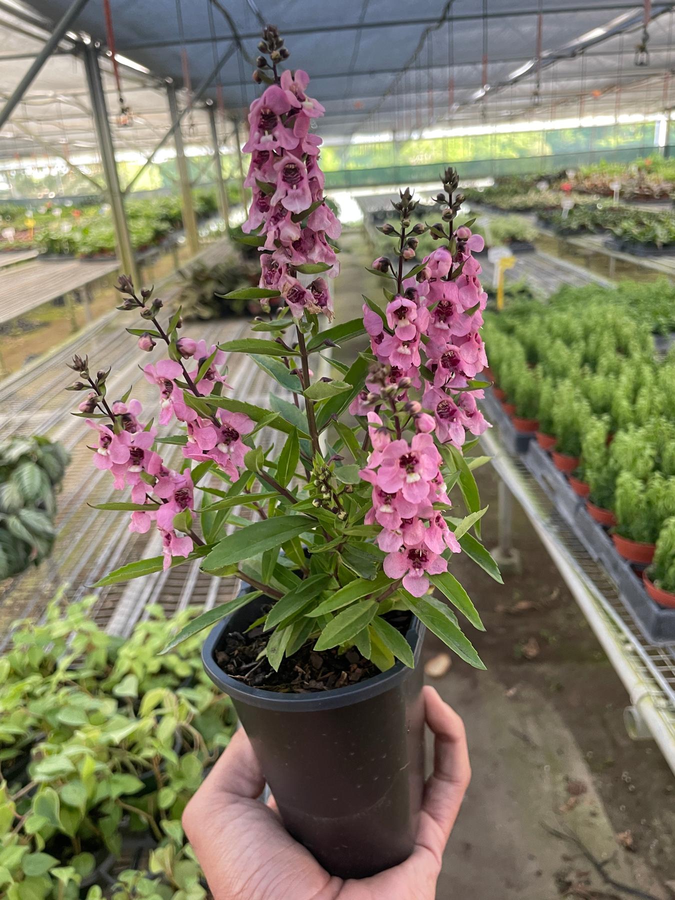 Angelonia-Flowering-The Succulent Source