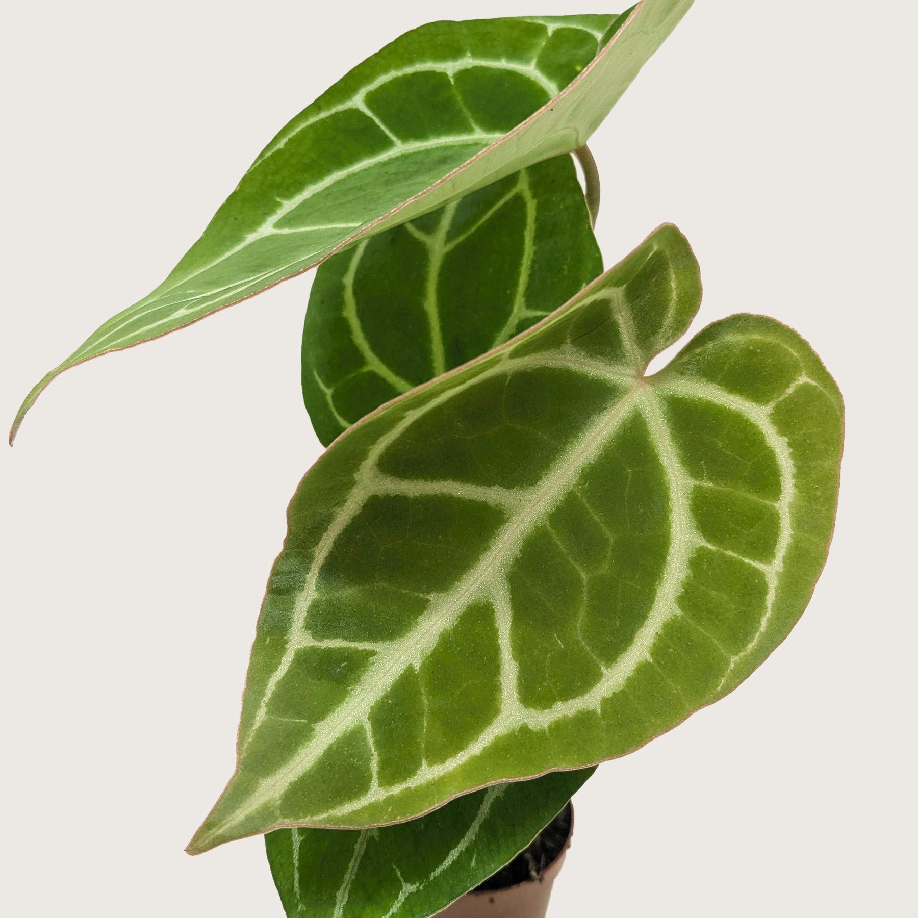 Anthurium Crystallinum-Indoor Plants-The Succulent Source
