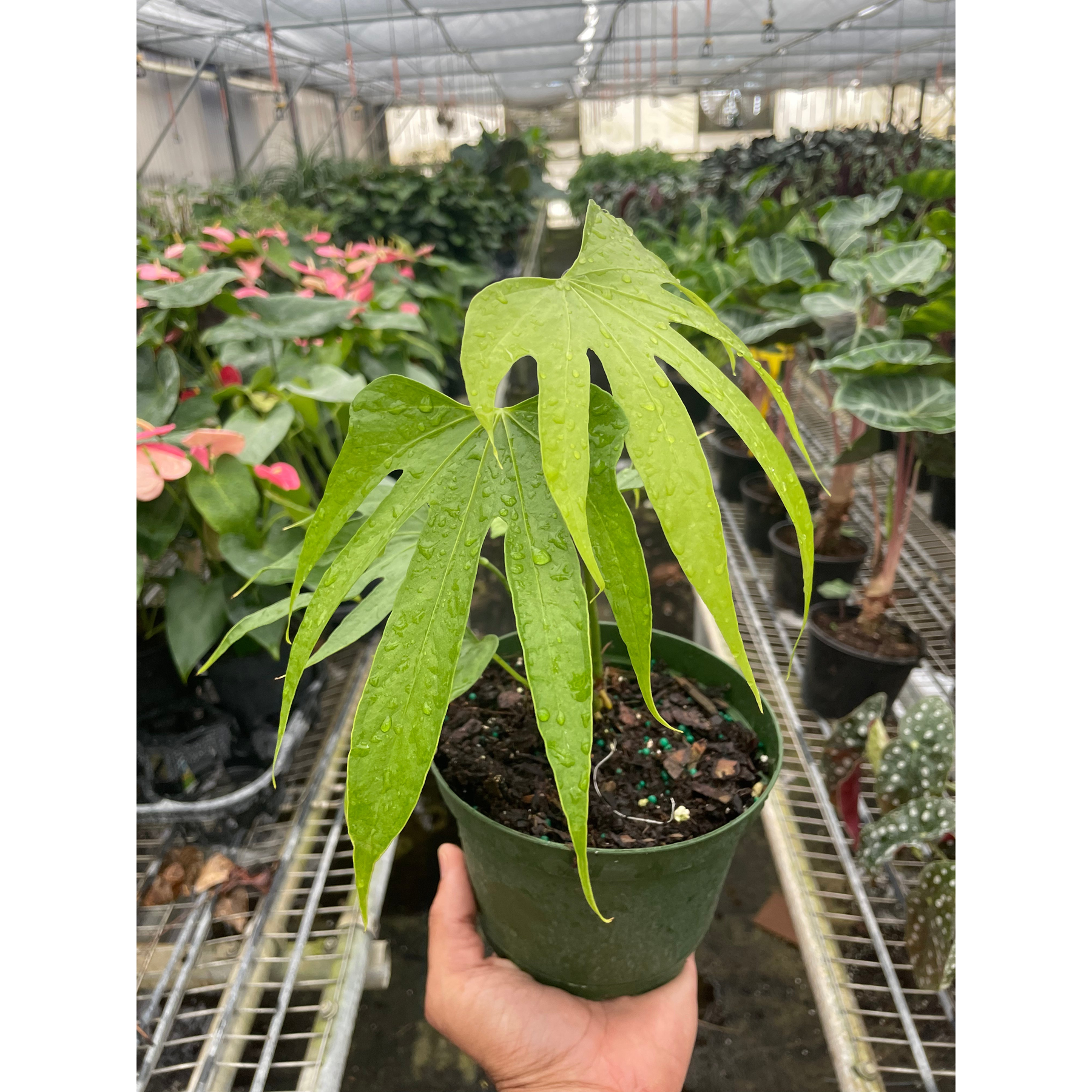 Anthurium Fingers-Indoor Plants-The Succulent Source