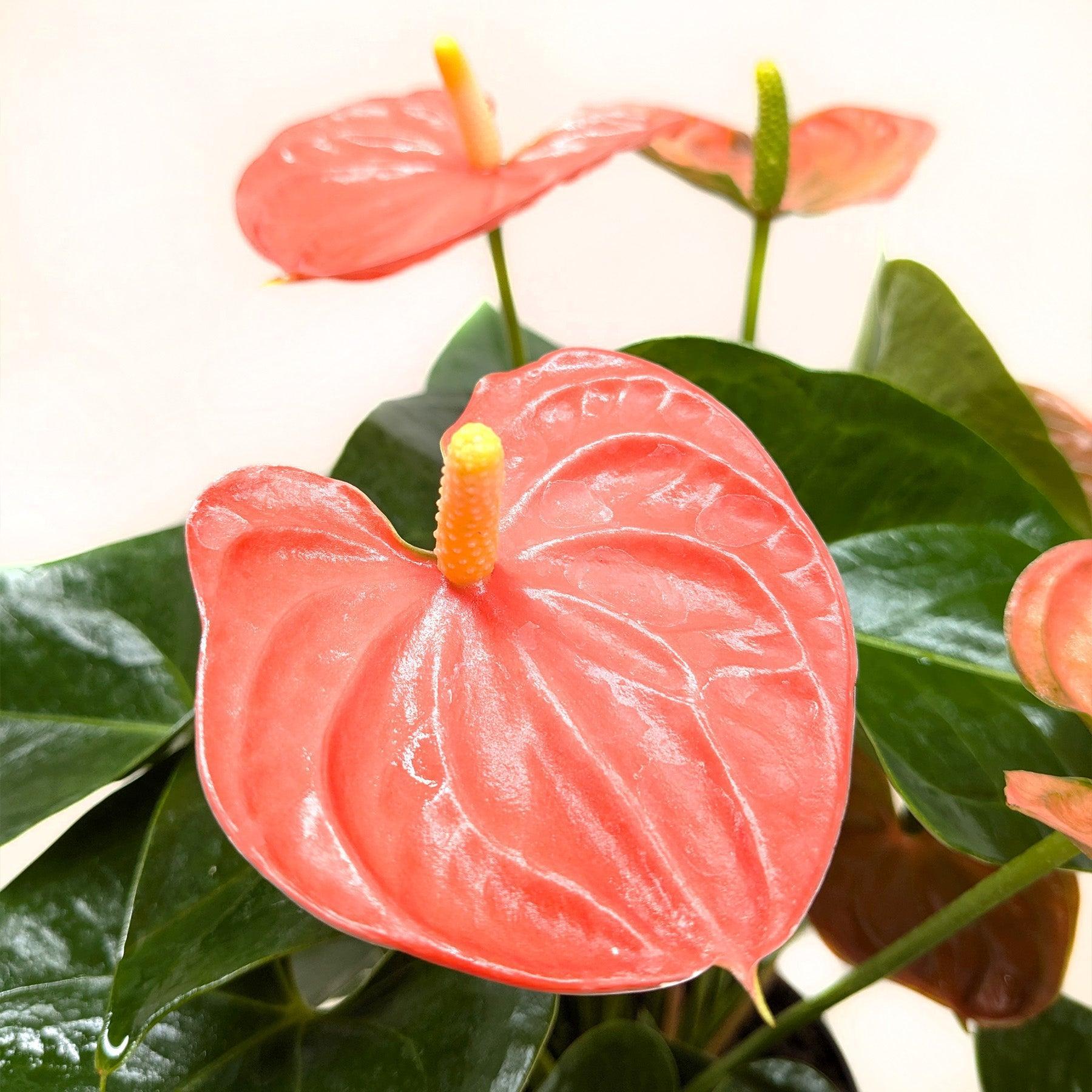 Anthurium 'Orange'-Indoor Plants-The Succulent Source