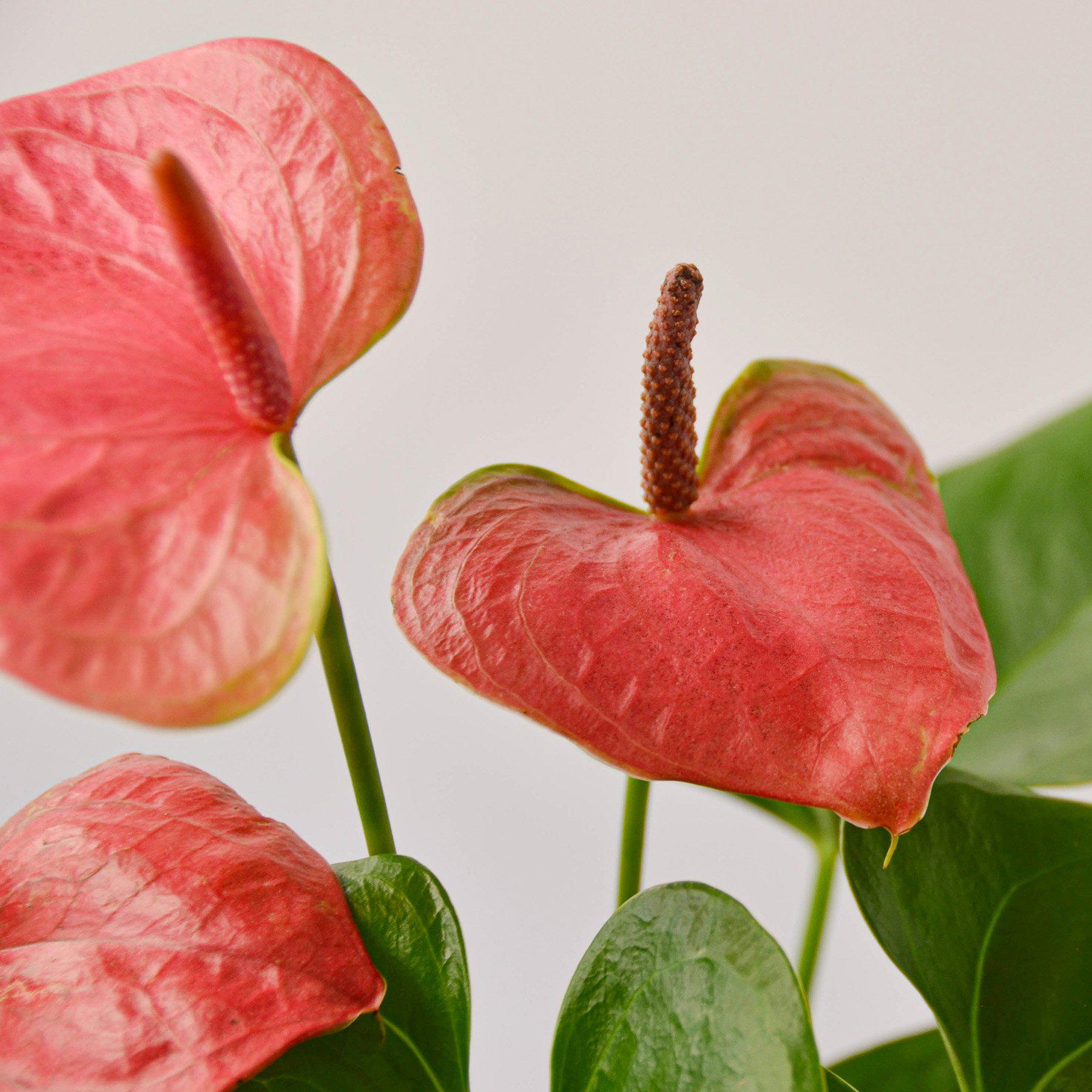 Anthurium 'Pink'-Indoor Plants-The Succulent Source