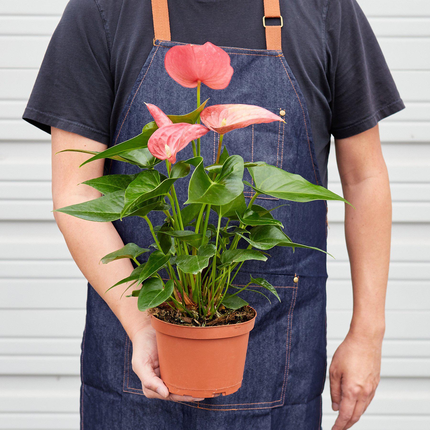 Anthurium 'Pink'-Indoor Plants-The Succulent Source