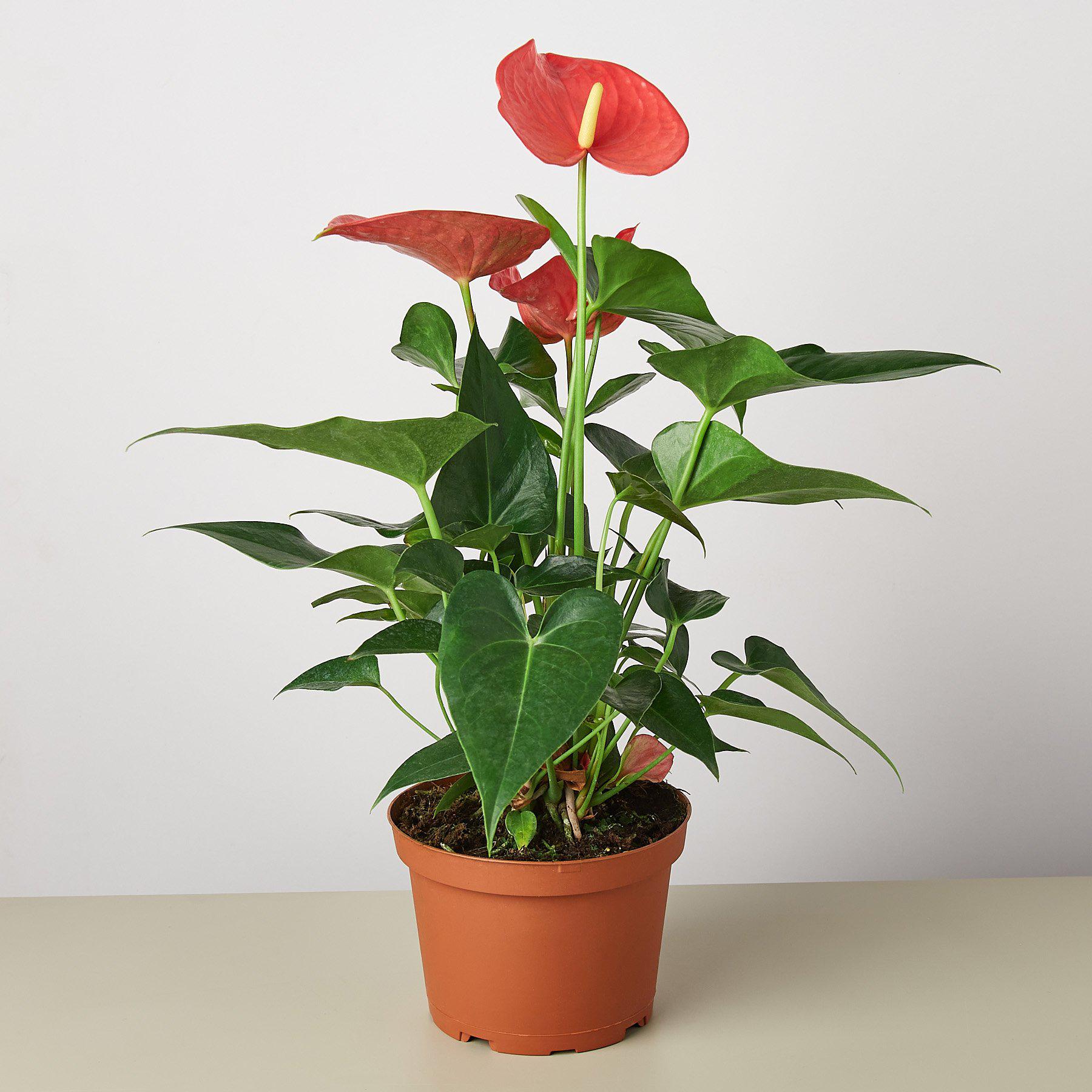Anthurium 'Pink'-Indoor Plants-The Succulent Source