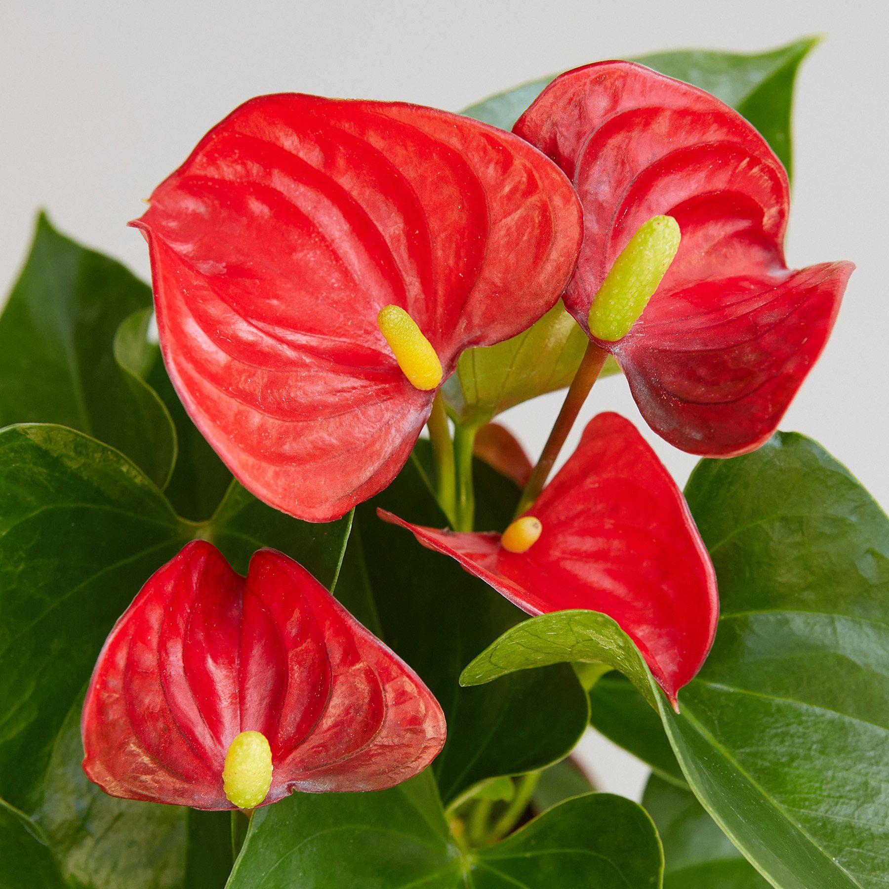 Anthurium 'Red'-Indoor Plants-The Succulent Source