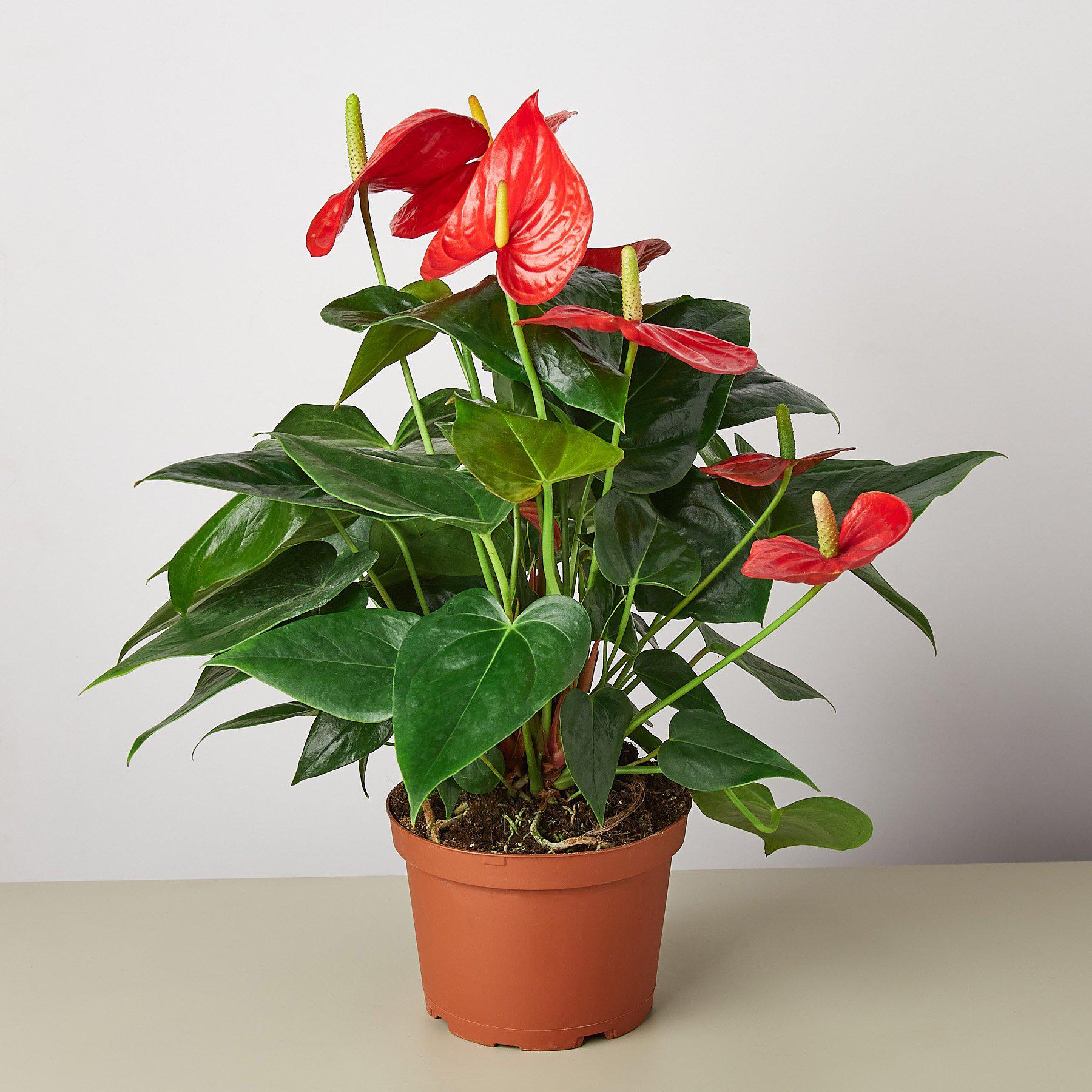 Anthurium 'Red'-Indoor Plants-The Succulent Source