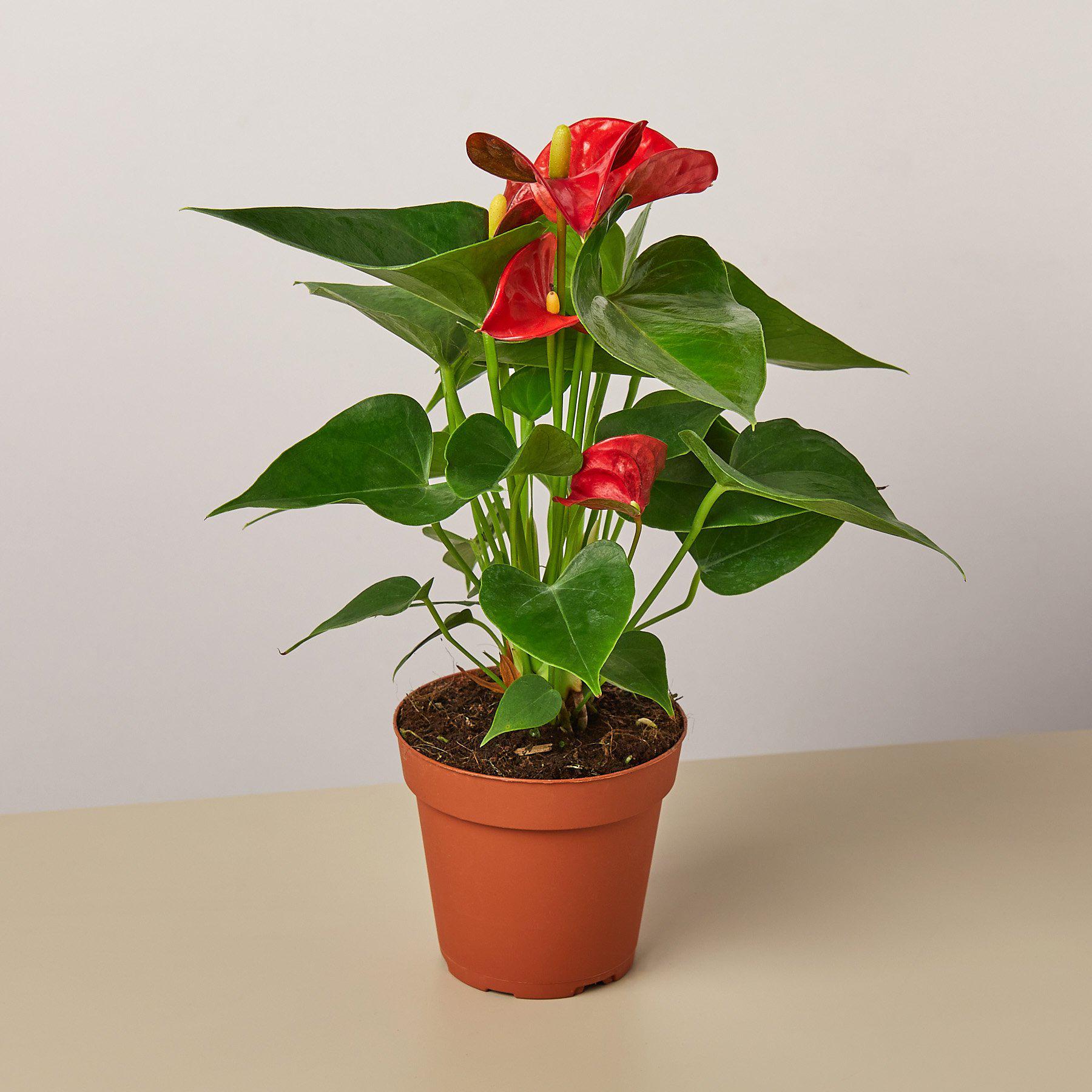 Anthurium 'Red'-Indoor Plants-The Succulent Source