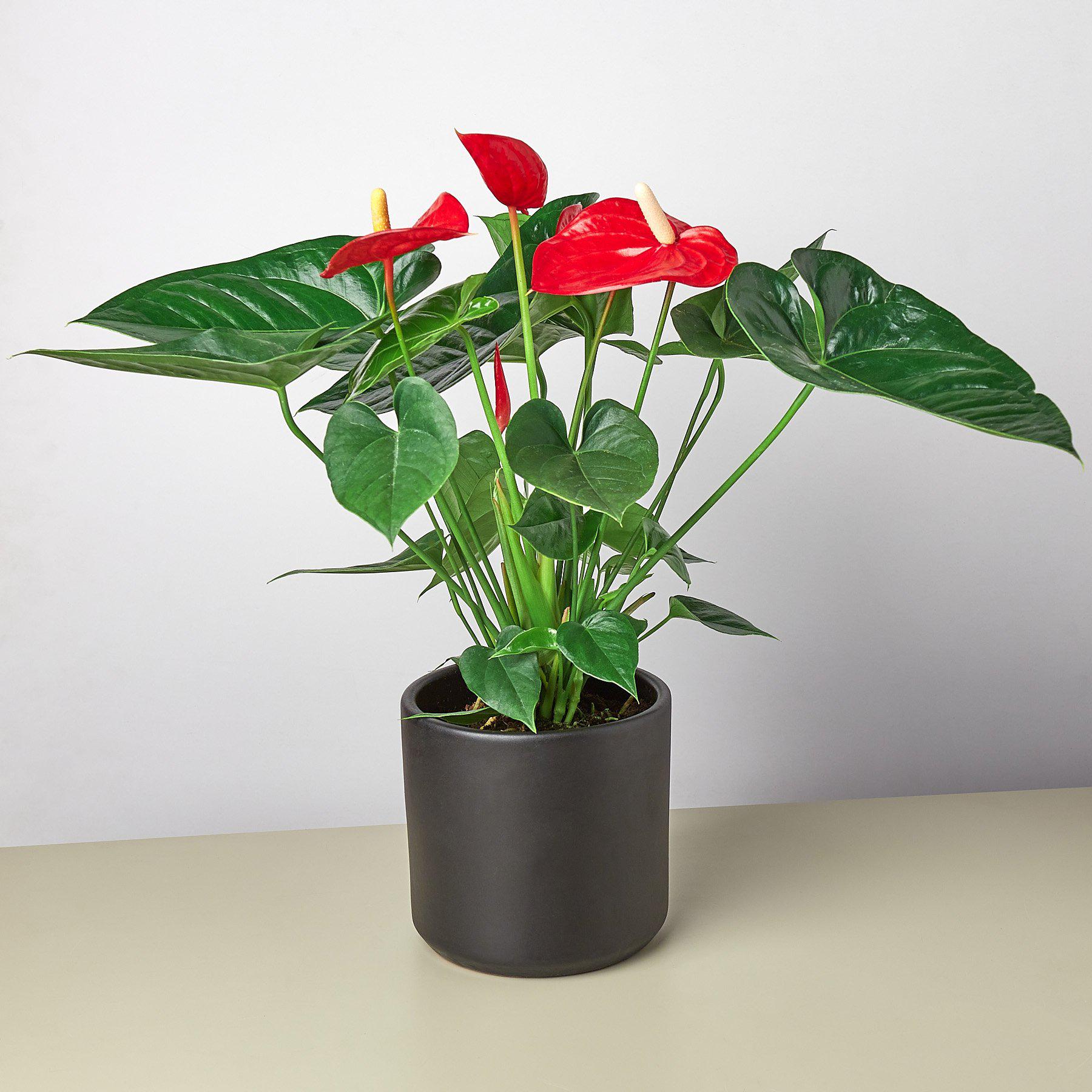 Anthurium 'Red'-Indoor Plants-The Succulent Source
