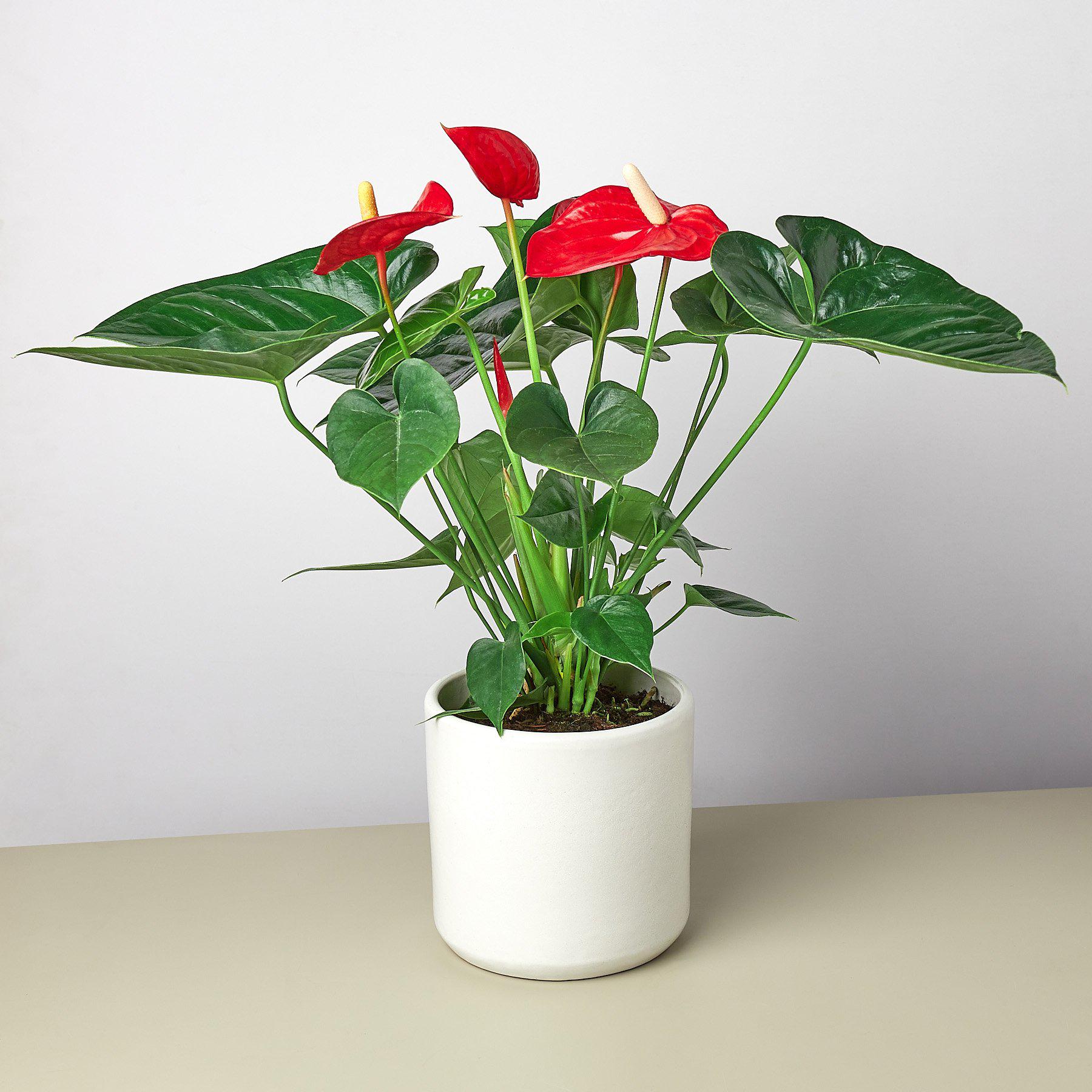 Anthurium 'Red'-Indoor Plants-The Succulent Source