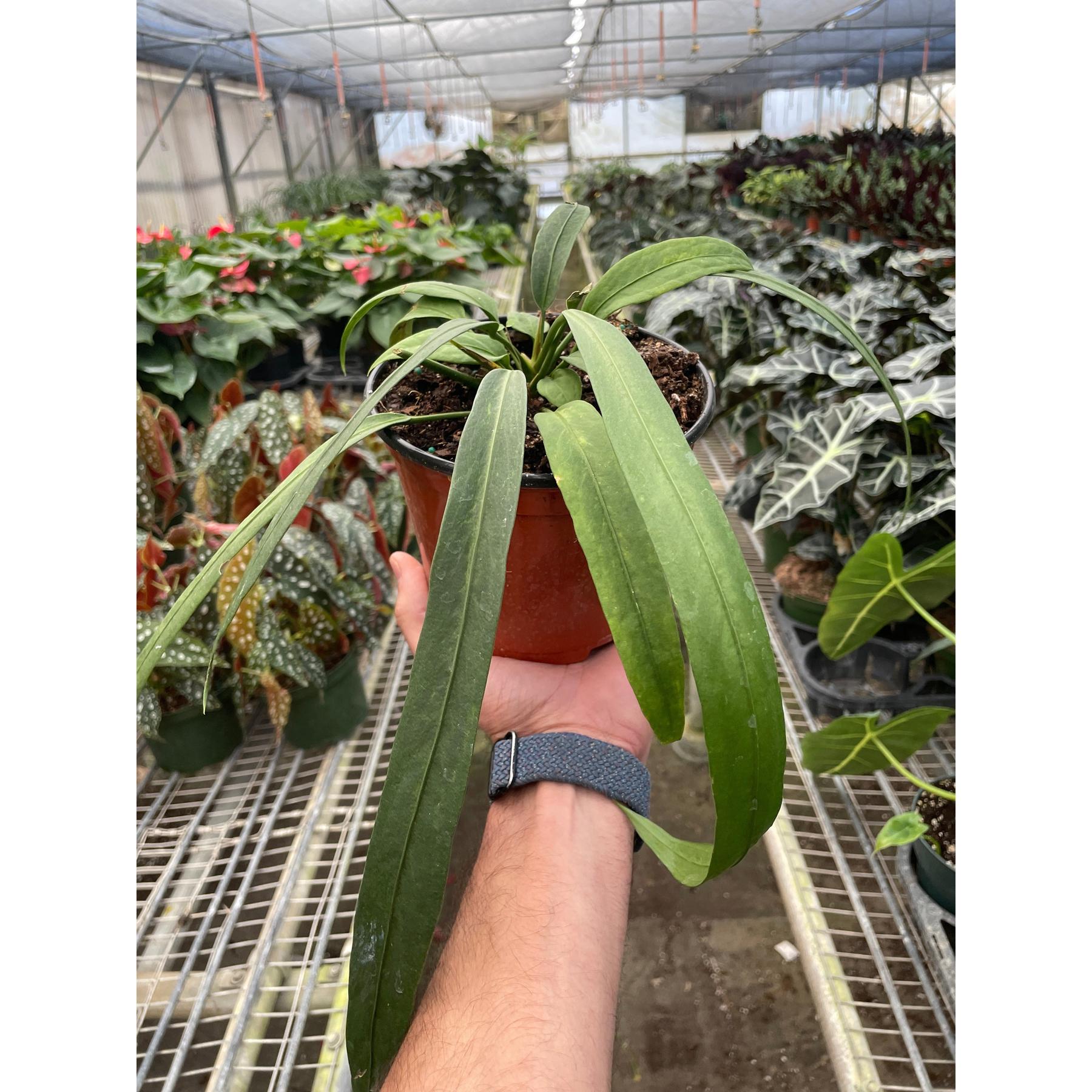 Anthurium 'Vittarifolium'-Indoor Plants-The Succulent Source