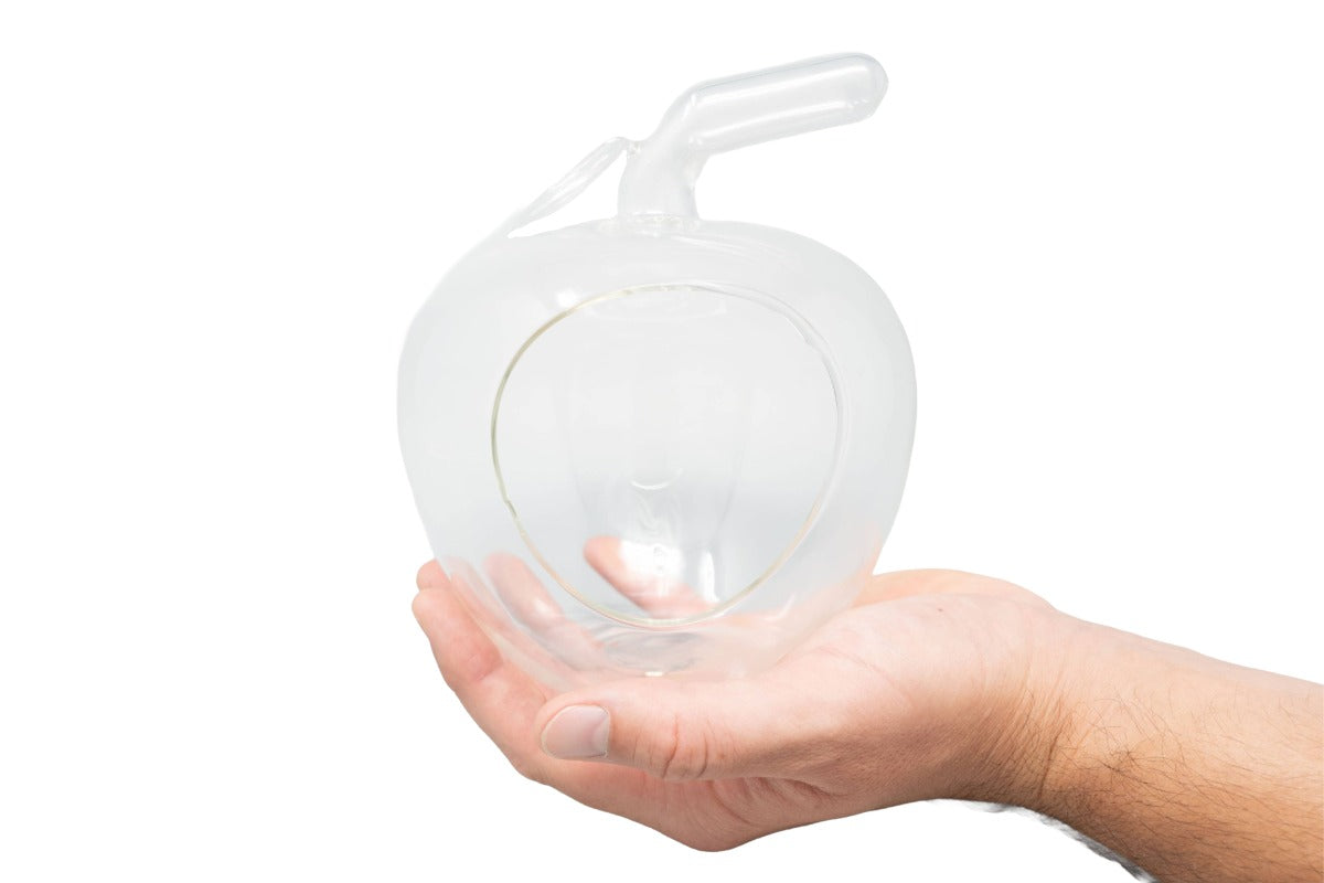 Apple Terrarium with Pebble Kit and Tillandsia Air Plants-gift-The Succulent Source