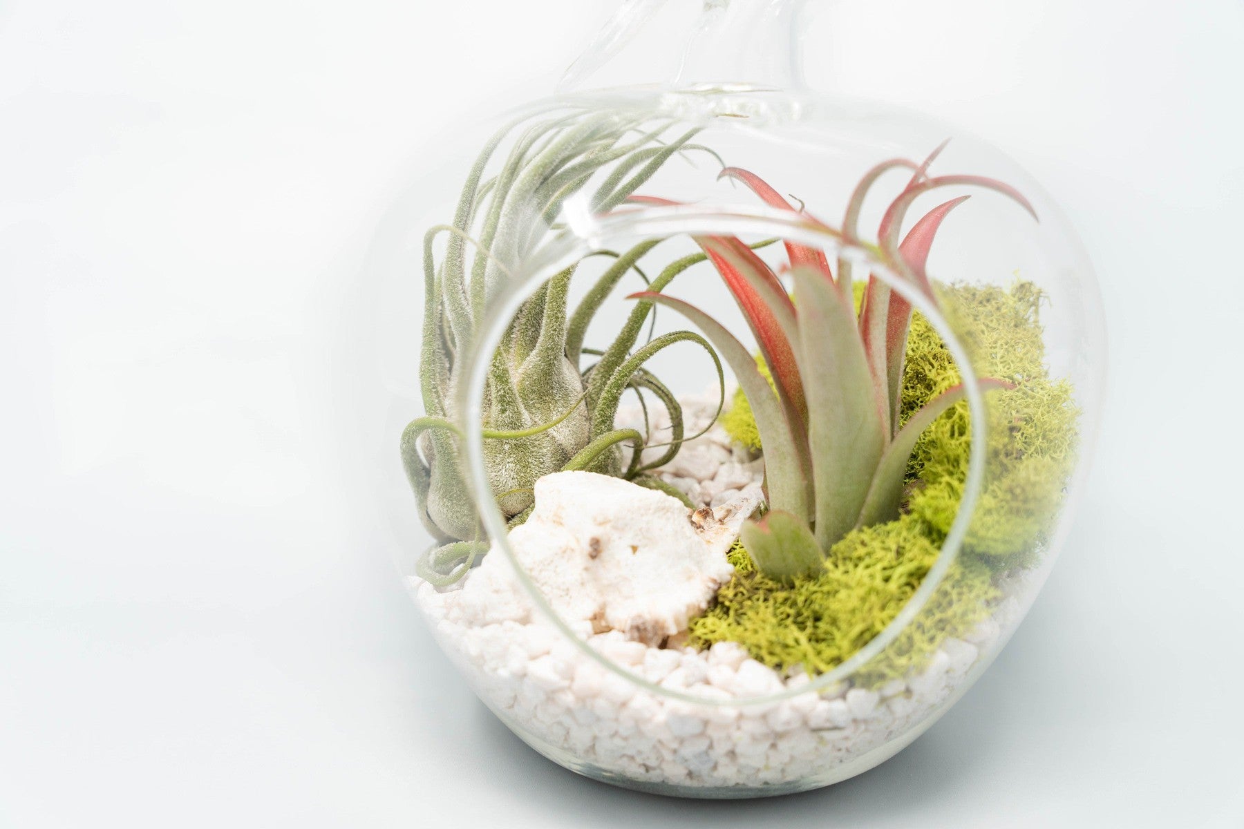 Apple Terrarium with Pebble Kit and Tillandsia Air Plants-gift-The Succulent Source