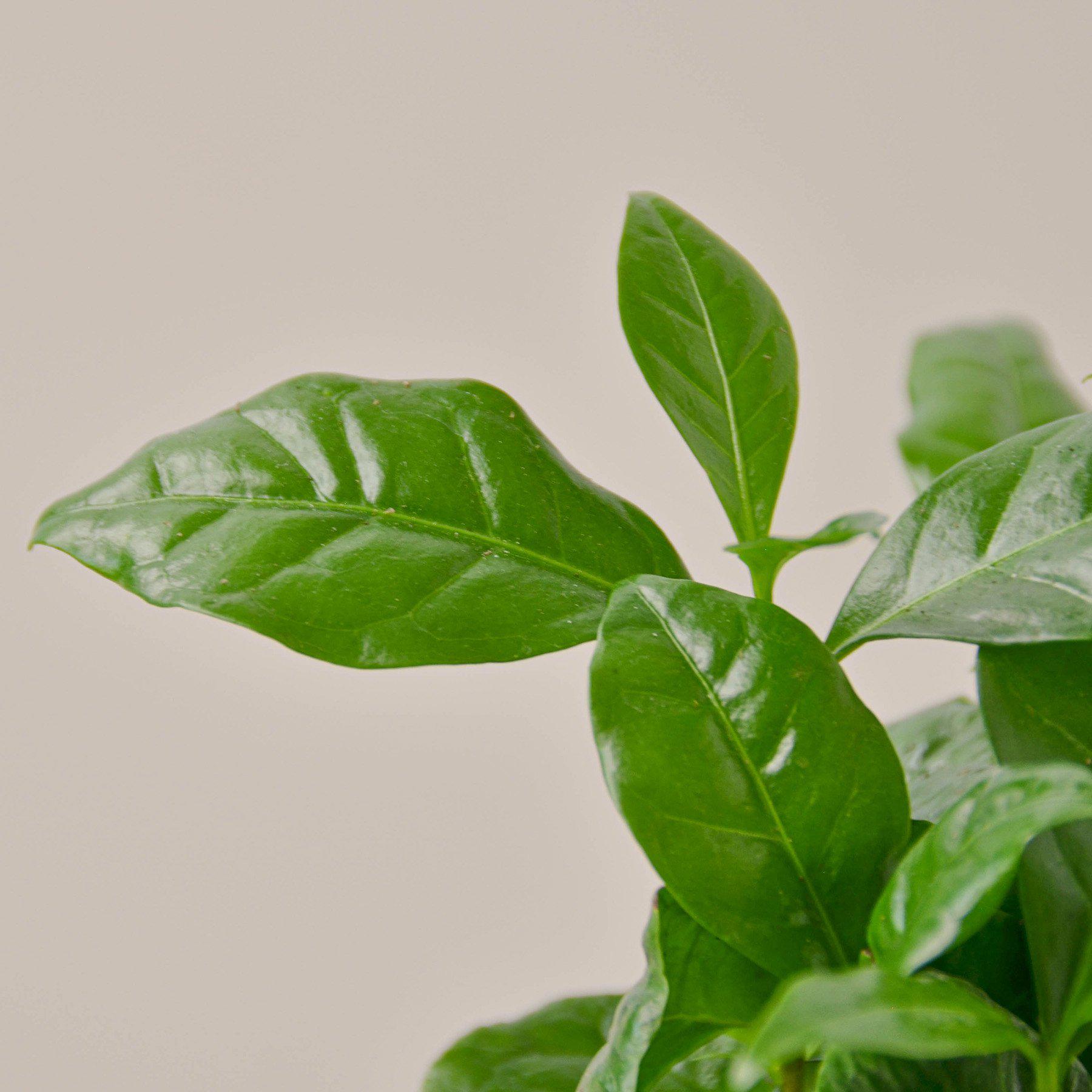 Arabica Coffee-Indoor Plants-The Succulent Source