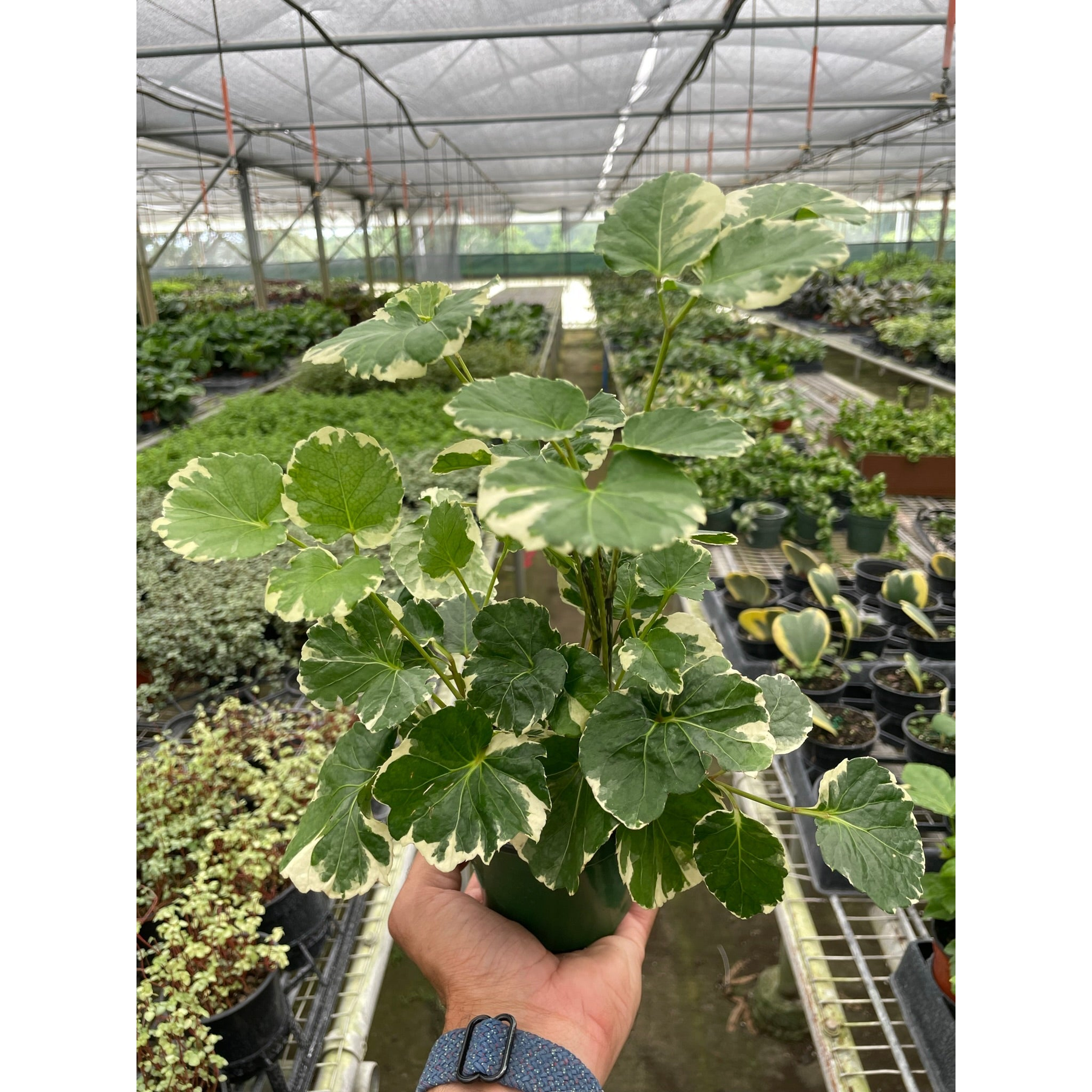 Aralia 'Balfouriana'-Default-The Succulent Source