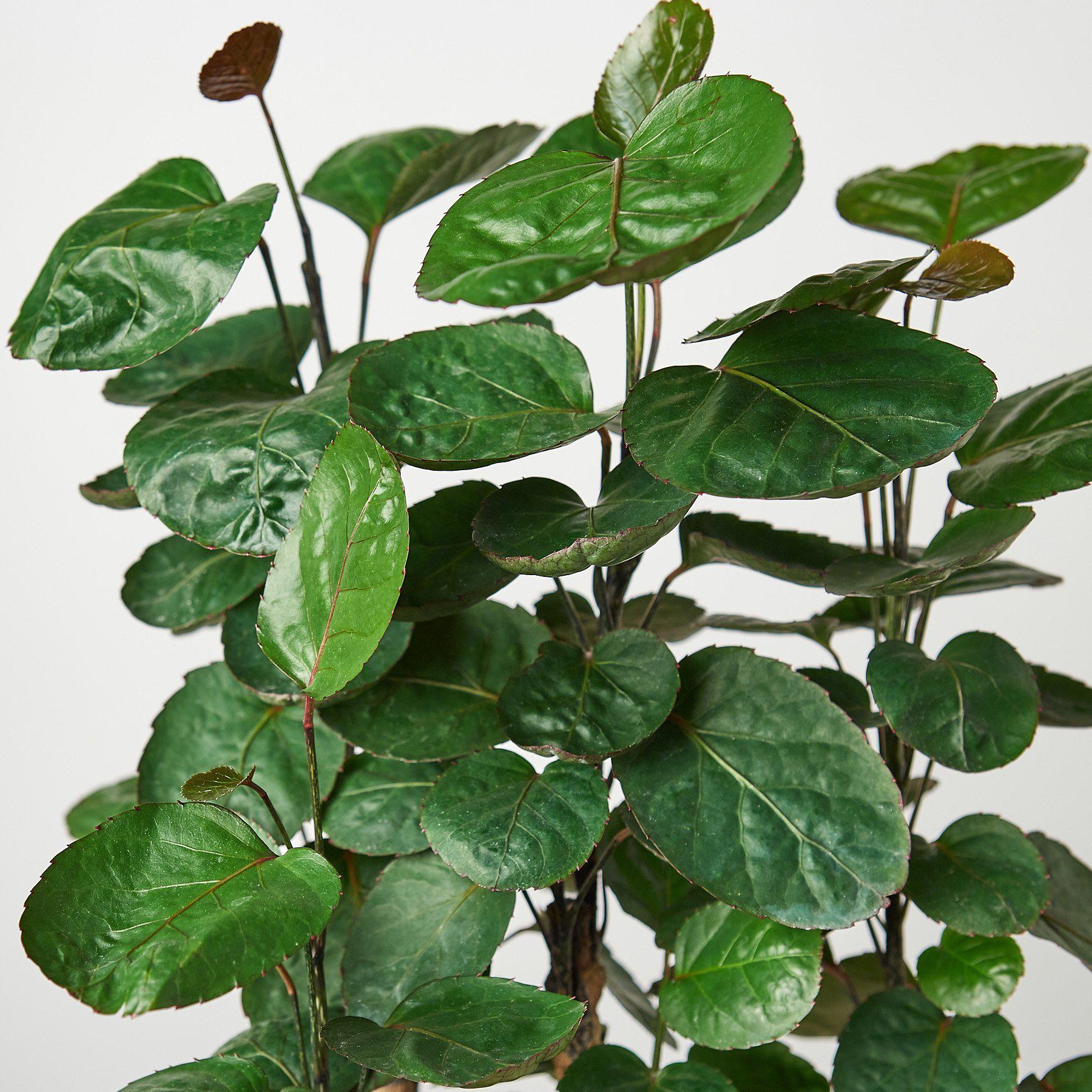 Aralia Fabian Stump 'Polyscias Scutellaria'-Indoor Plants-The Succulent Source