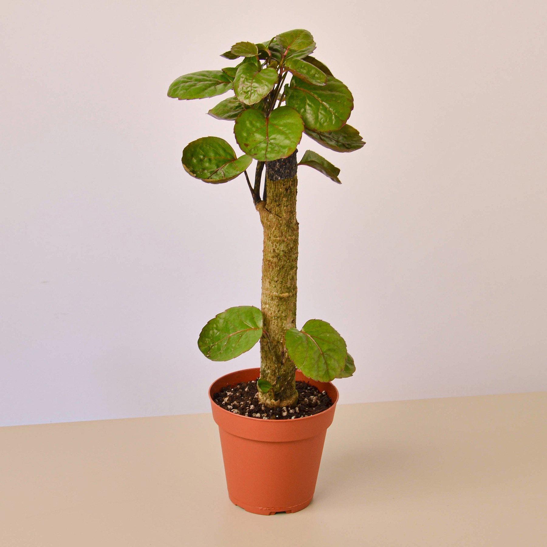 Aralia Fabian Stump 'Polyscias Scutellaria'-Indoor Plants-The Succulent Source
