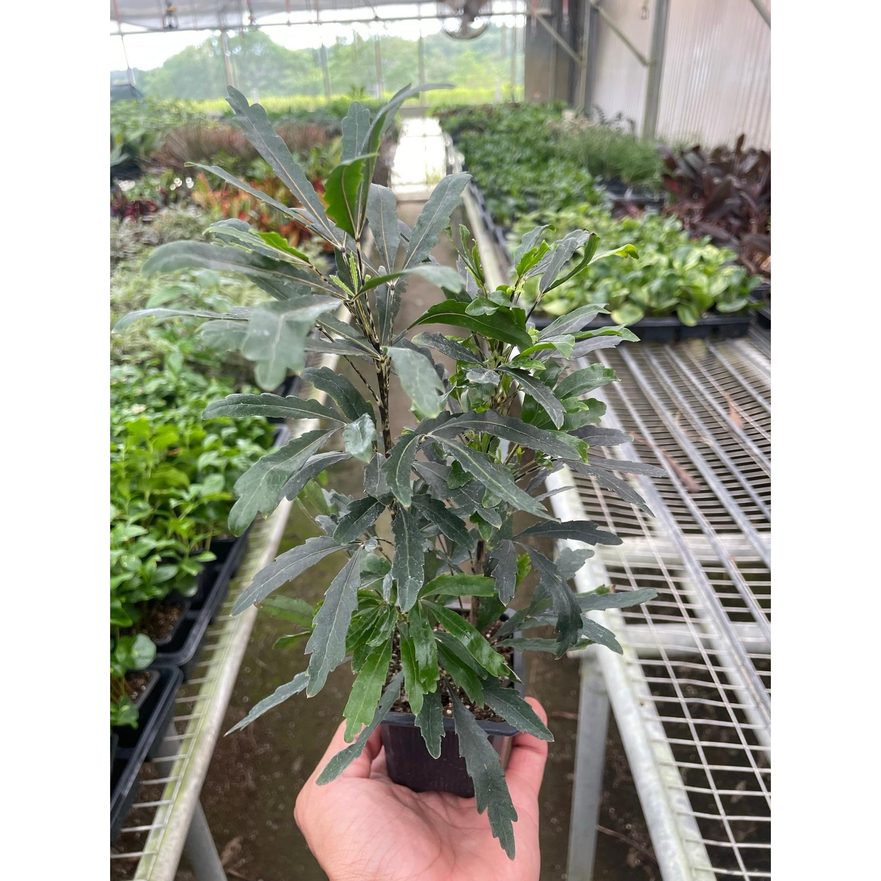 Aralia 'Green'-Default-The Succulent Source