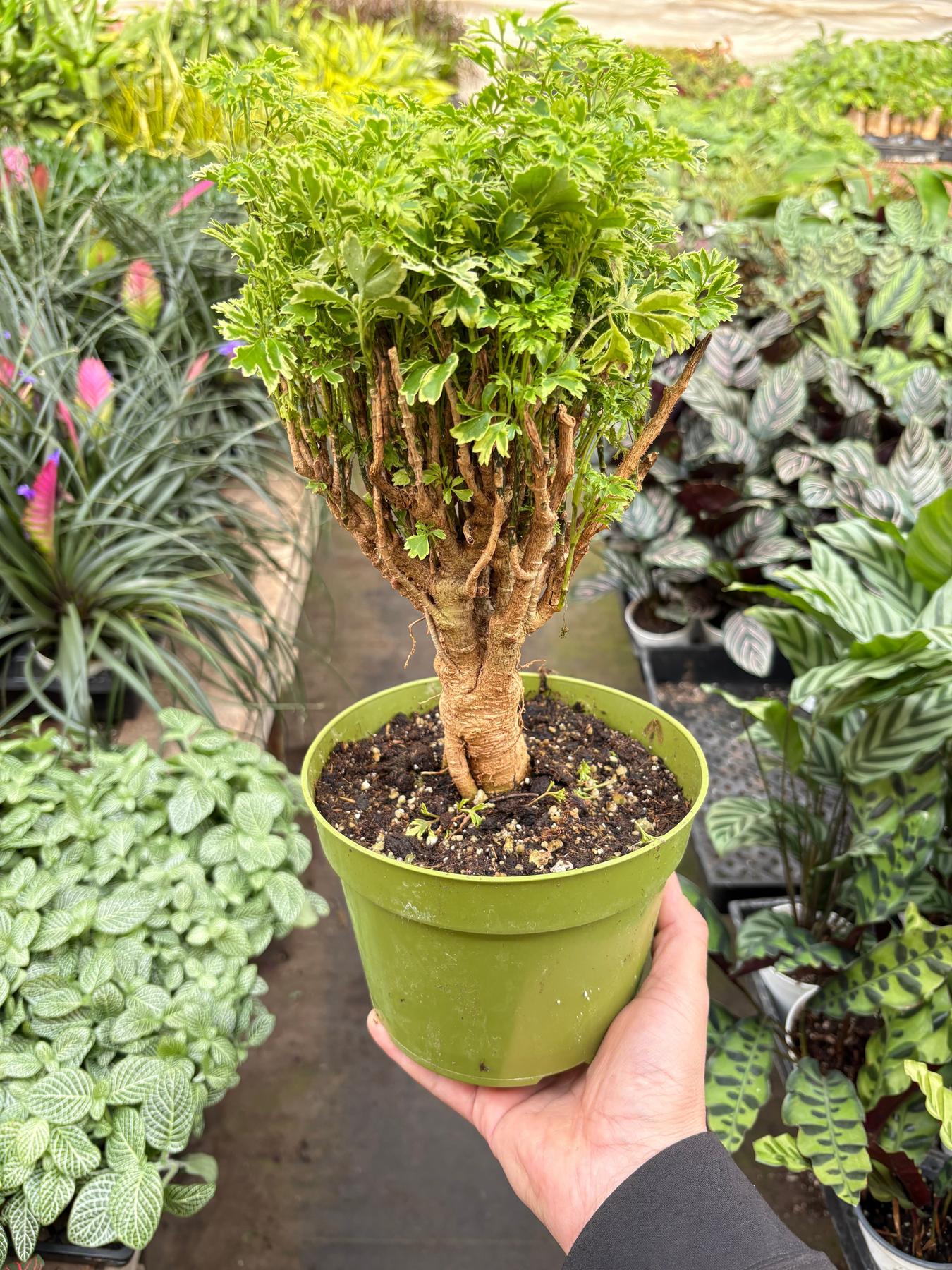 Aralia Ming Gold Mini Bonsai-Default-The Succulent Source