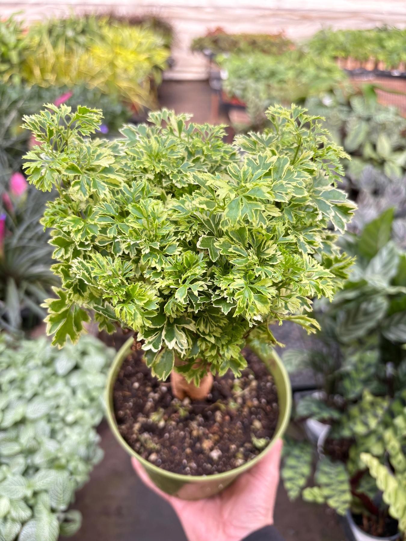 Aralia Ming Gold Mini Bonsai-Default-The Succulent Source