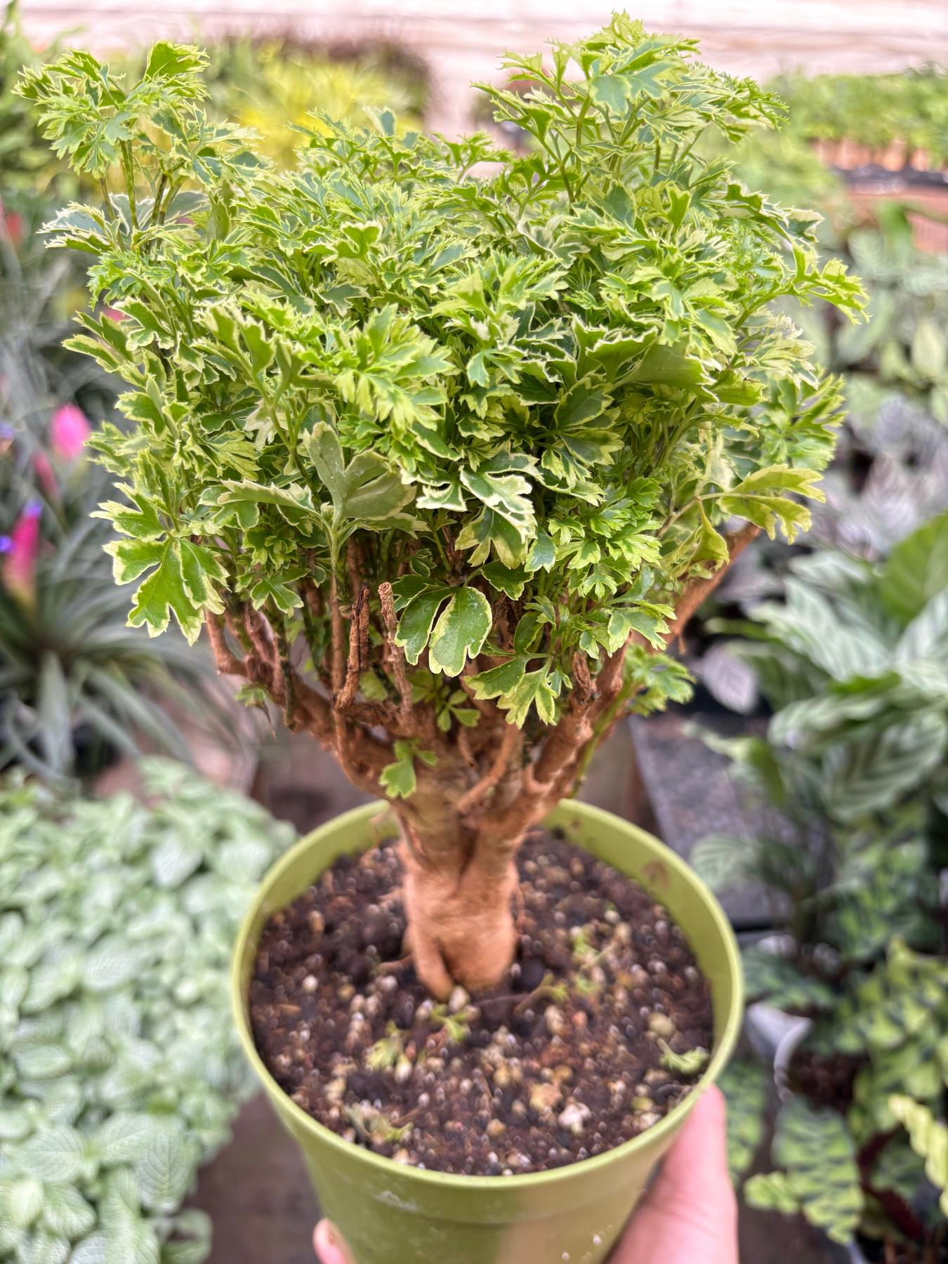 Aralia Ming Gold Mini Bonsai-Default-The Succulent Source