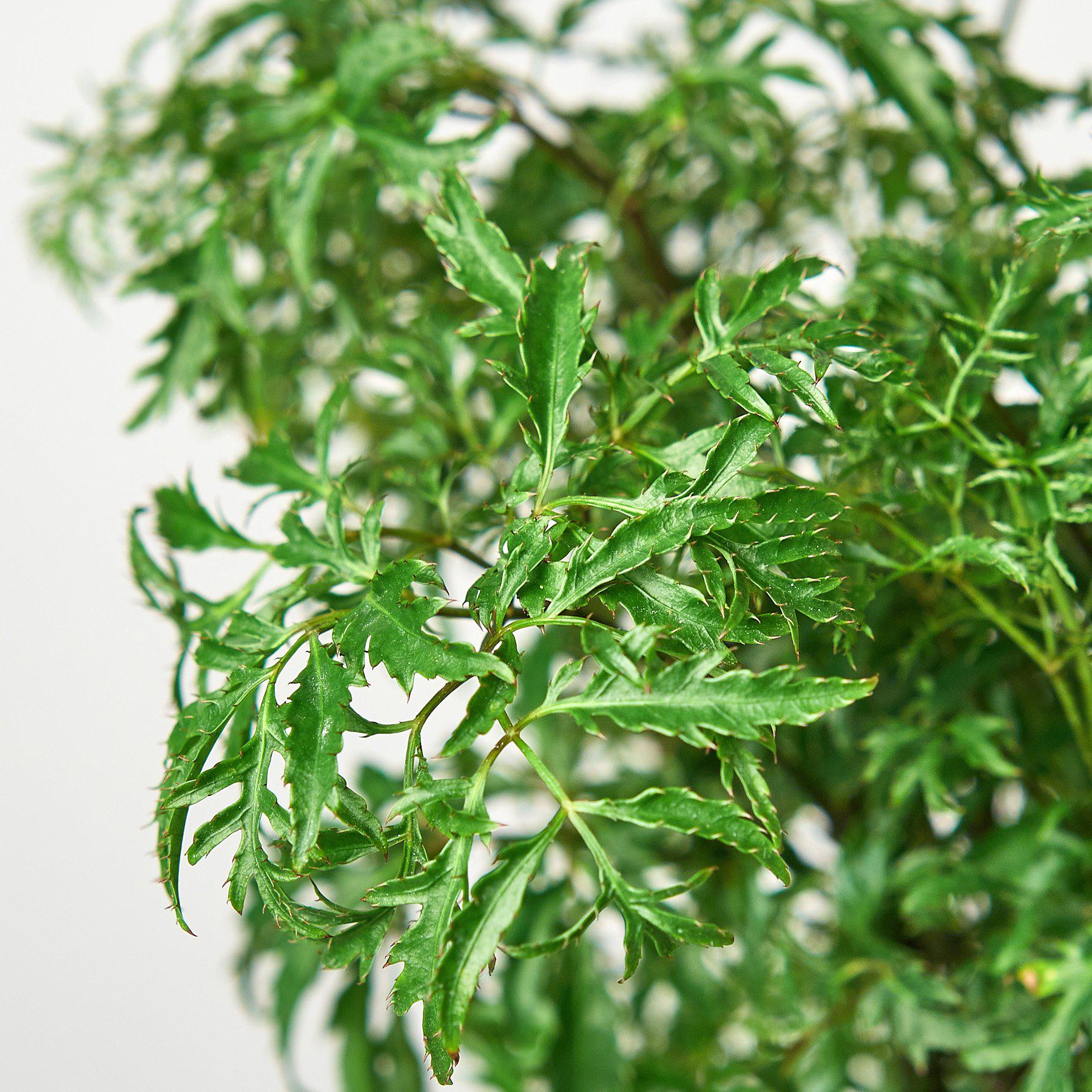 Aralia 'Ming Stump Plant'-Indoor Plants-The Succulent Source