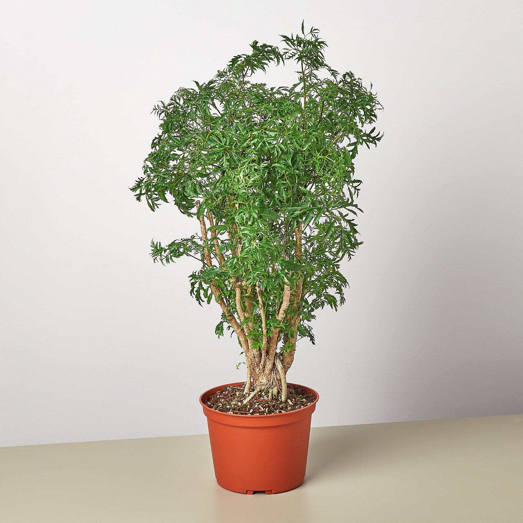 Aralia 'Ming Stump Plant'-Indoor Plants-The Succulent Source