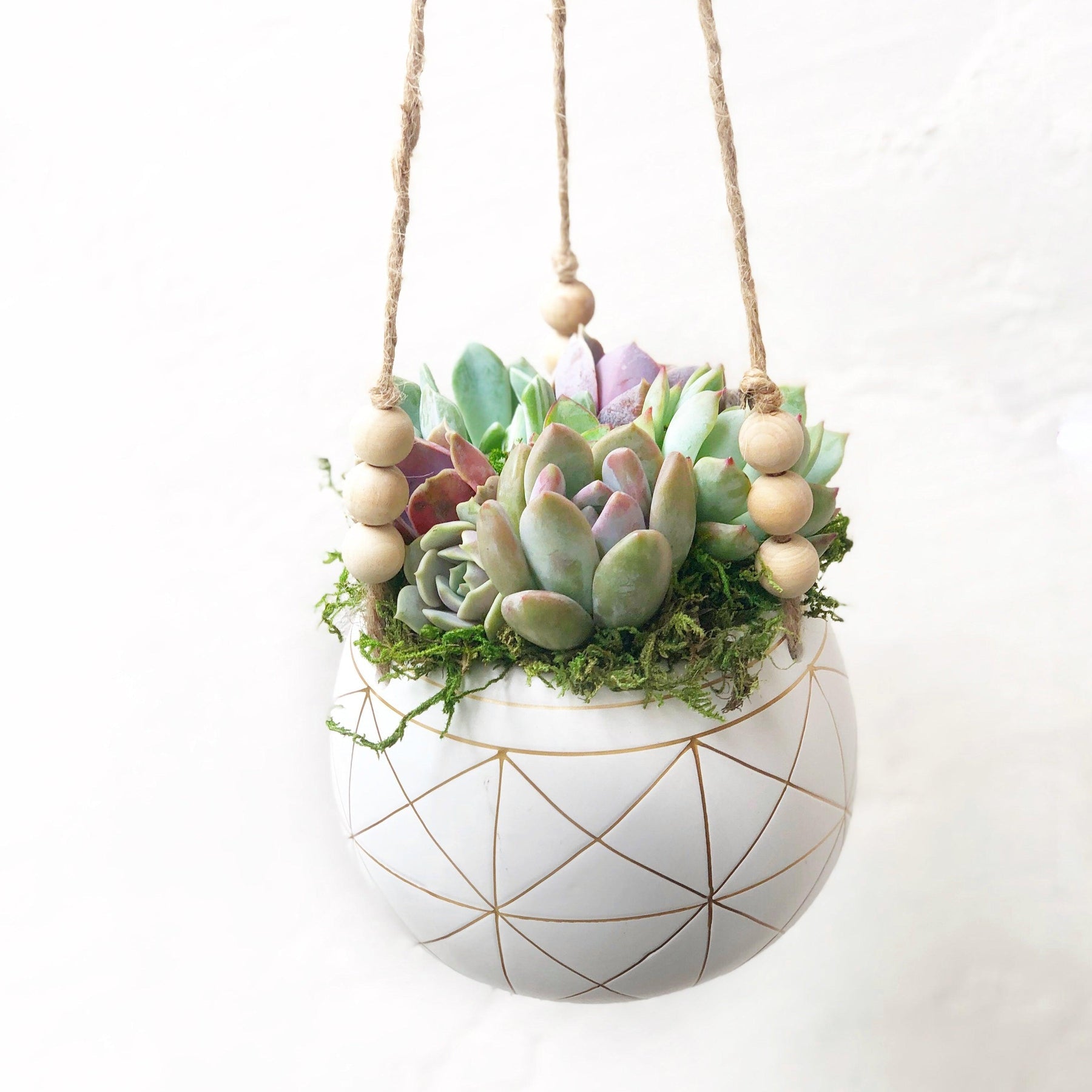 Succulent Arrangement - Astrid Hanging Planter