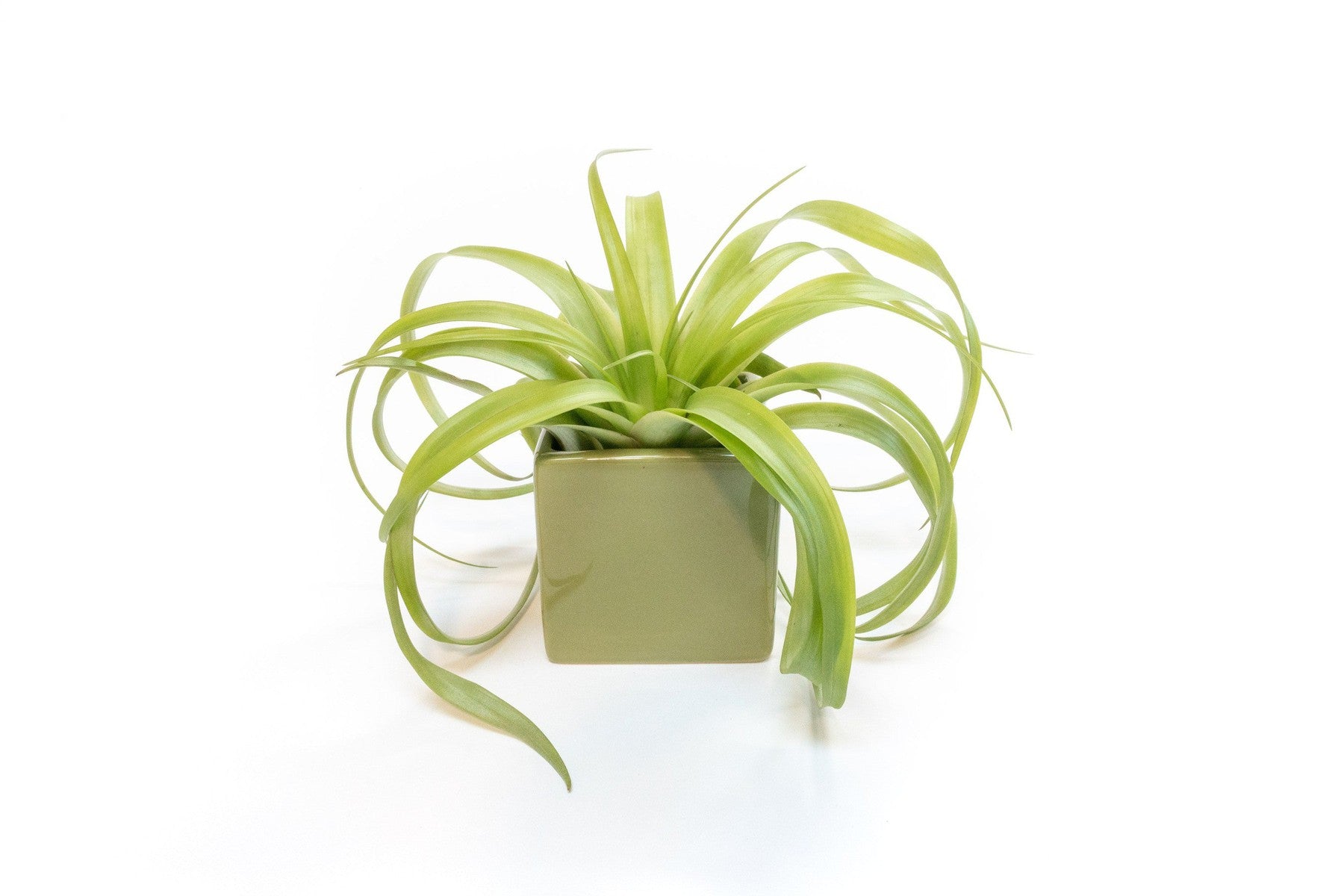 Avocado Green Ceramic Cube Container with Assorted Large Tillandsia Air Plant-The Succulent Source