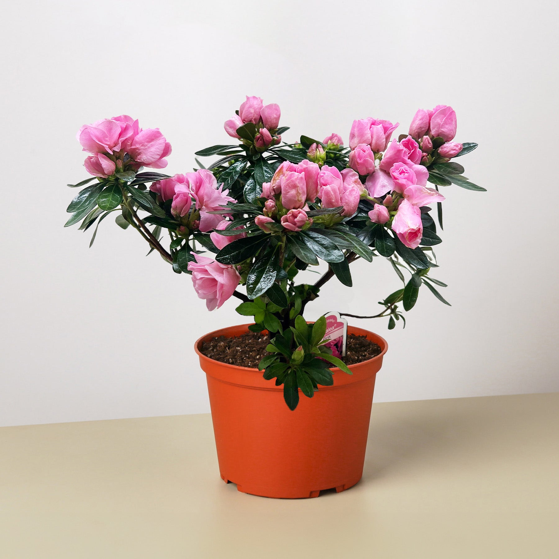 azalea house plants Azalea (Rhododendron)