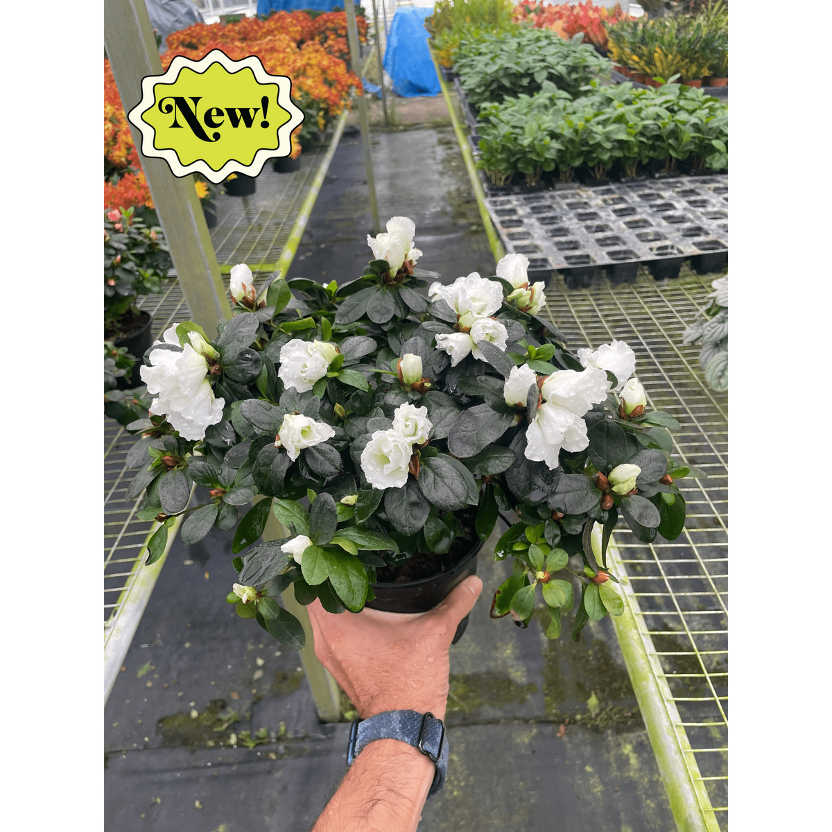 Azalea (Rhododendron)-Indoor Plants-The Succulent Source