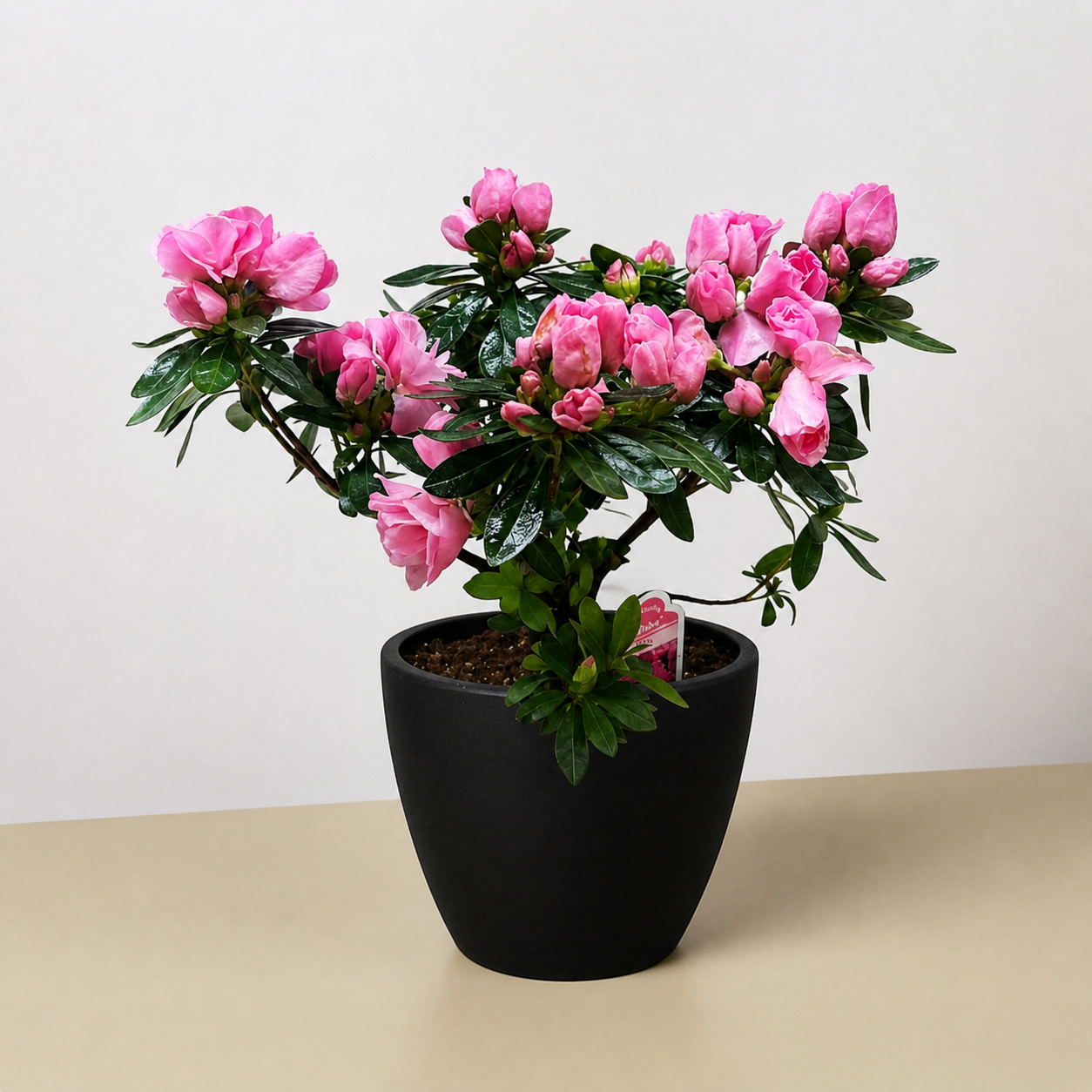 Azalea (Rhododendron)-Indoor Plants-The Succulent Source