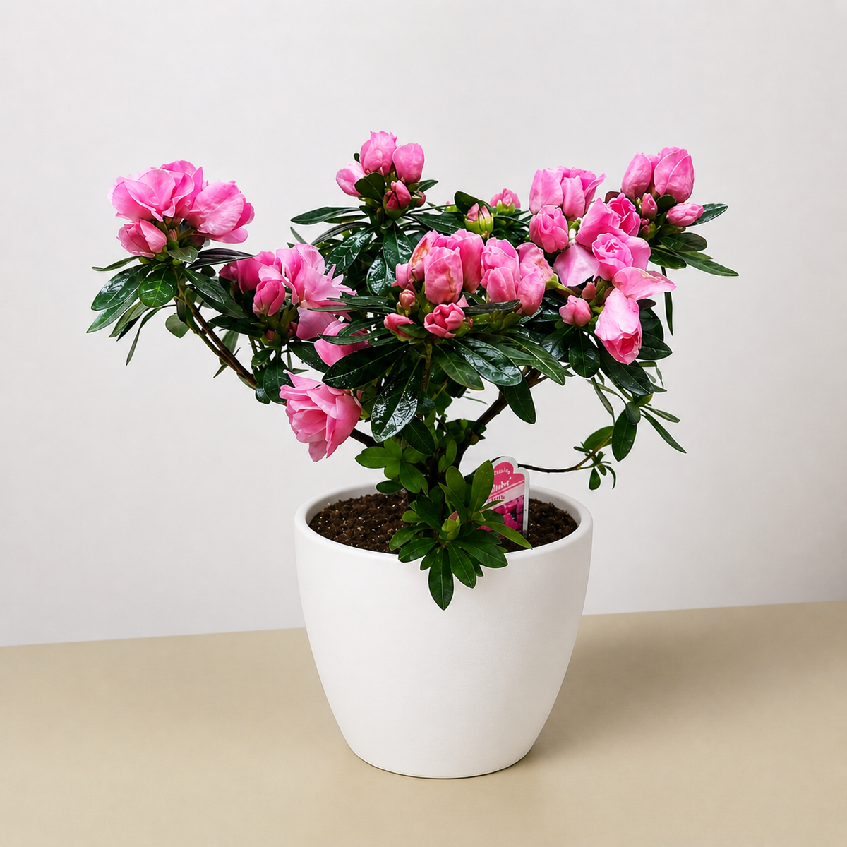 Azalea (Rhododendron)-Indoor Plants-The Succulent Source