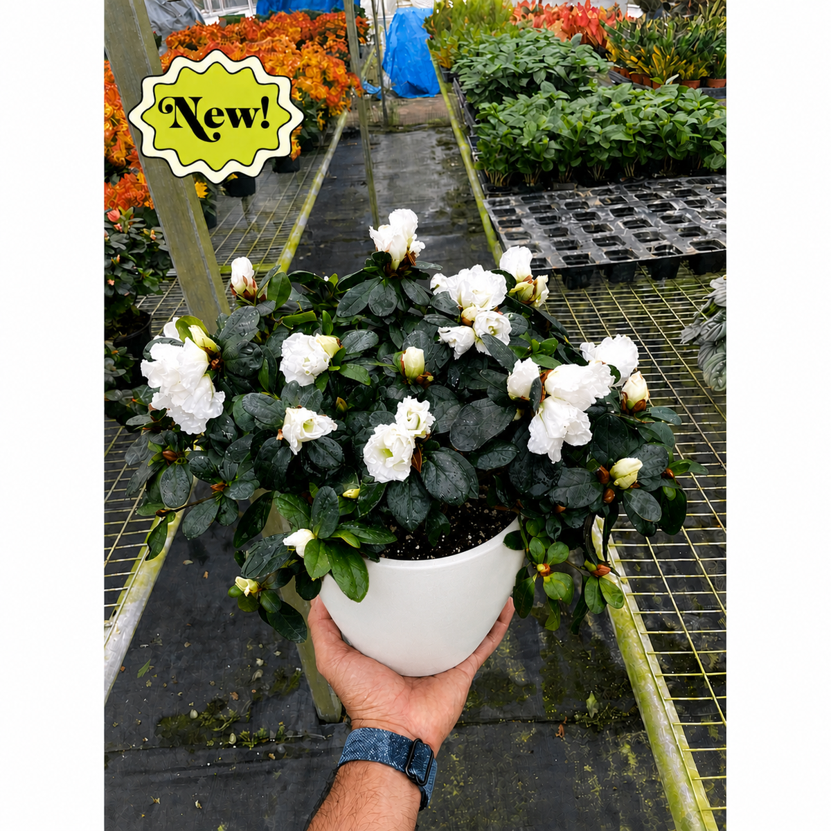 Azalea (Rhododendron)-Indoor Plants-The Succulent Source