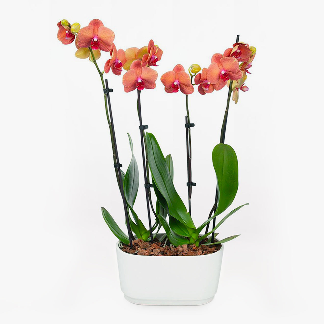 Barcelona Orchid Duo-Plants-The Succulent Source