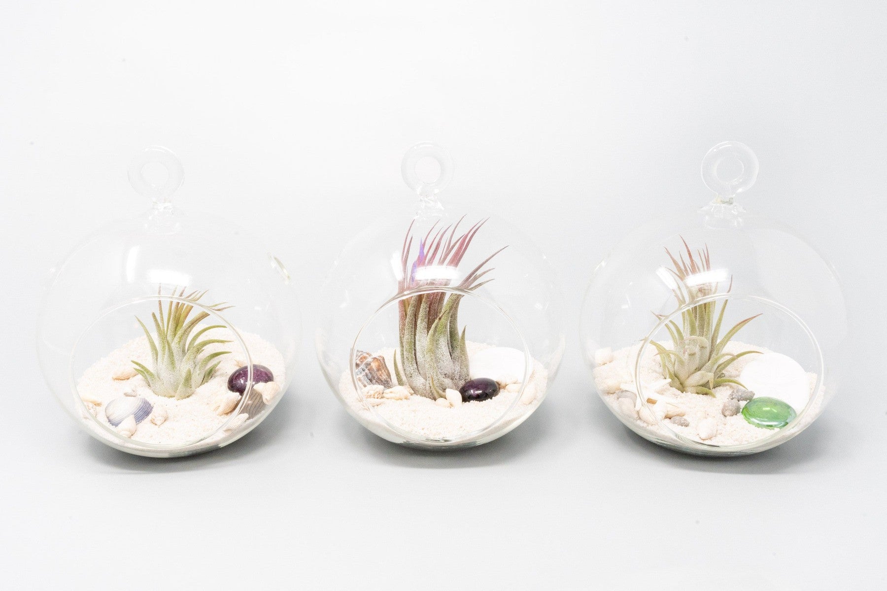Beach Terrarium in Flat Bottom Globe with White Sand and Tillandsia Ionantha-gift-The Succulent Source