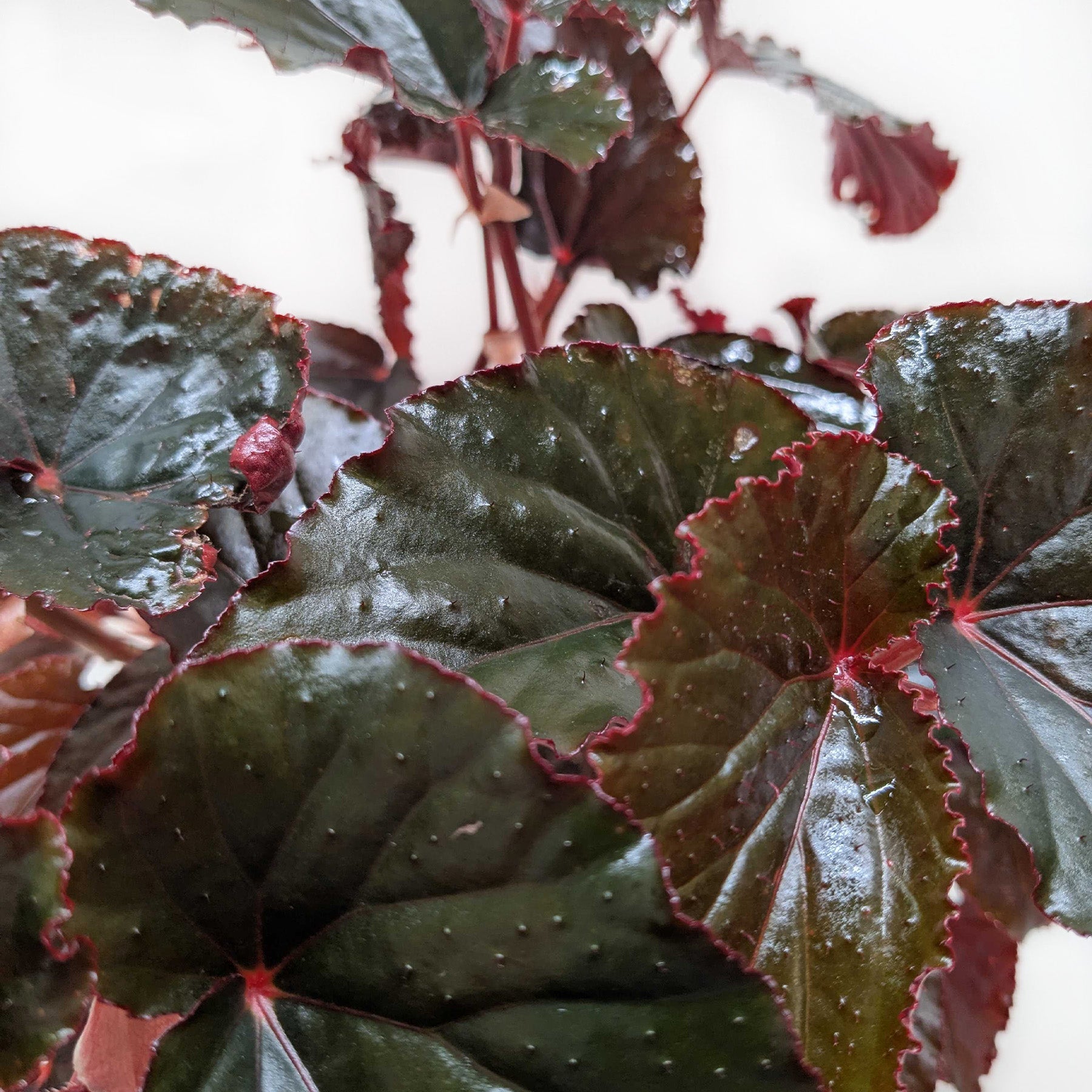 Begonia 'Black Magic'-Indoor Plants-The Succulent Source