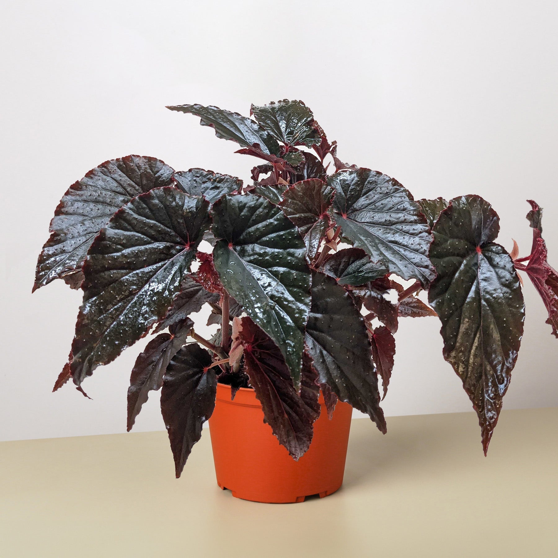 Begonia 'Black Magic'-Indoor Plants-The Succulent Source