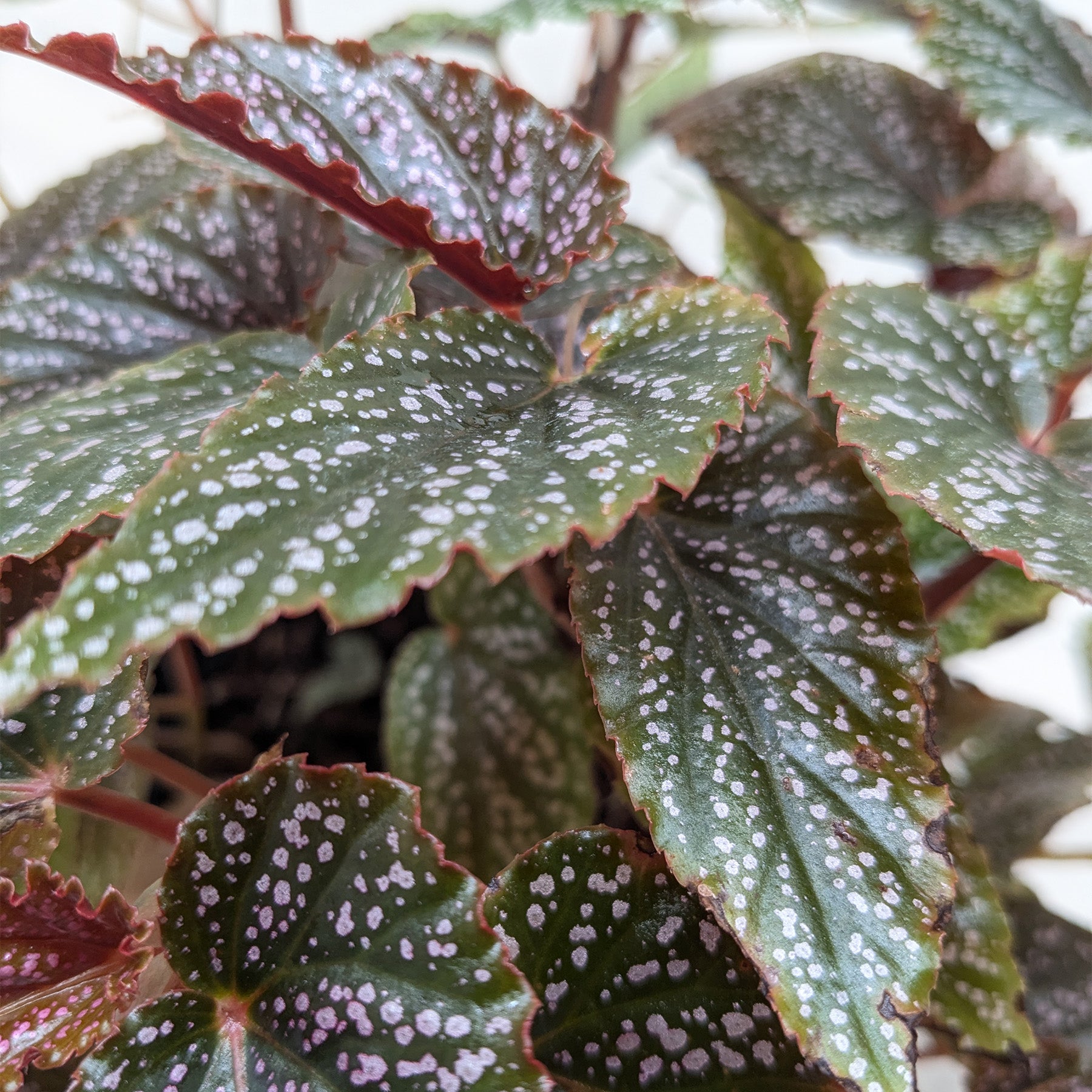 Begonia 'Corallina'-Indoor Plants-The Succulent Source