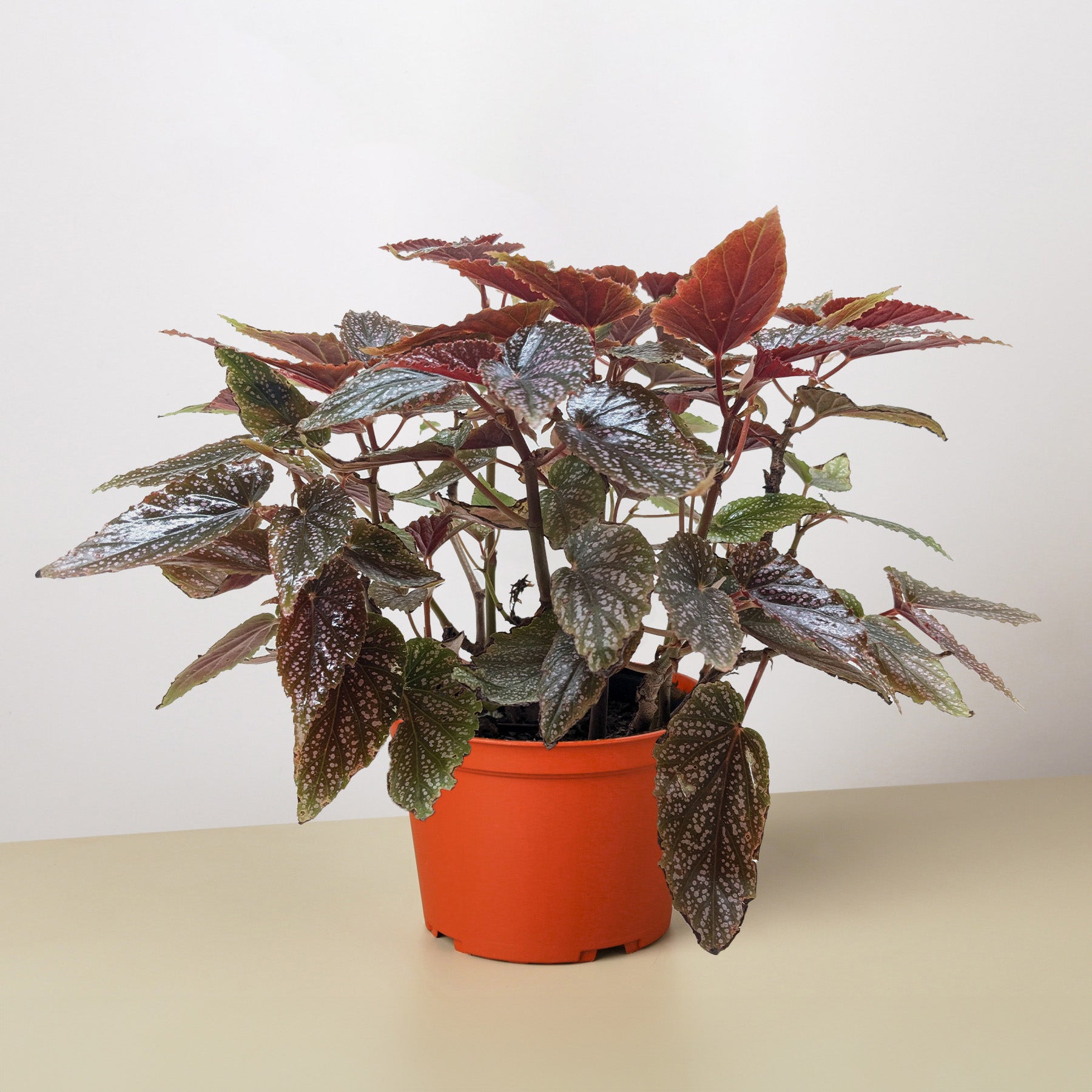 is begonia a succulent Begonia 'Corallina'
