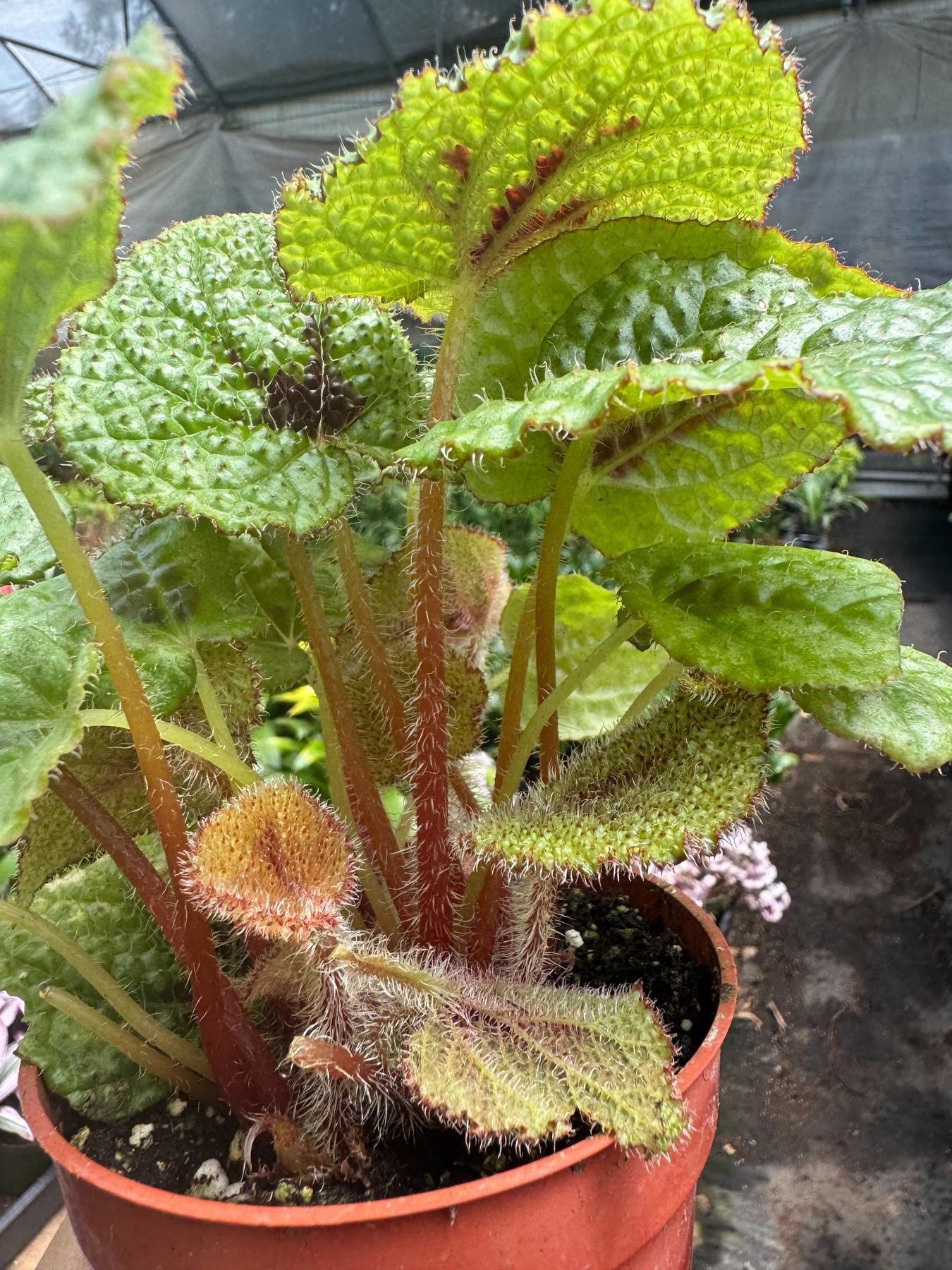 Begonia 'Iron Cross'-4" Plant-The Succulent Source