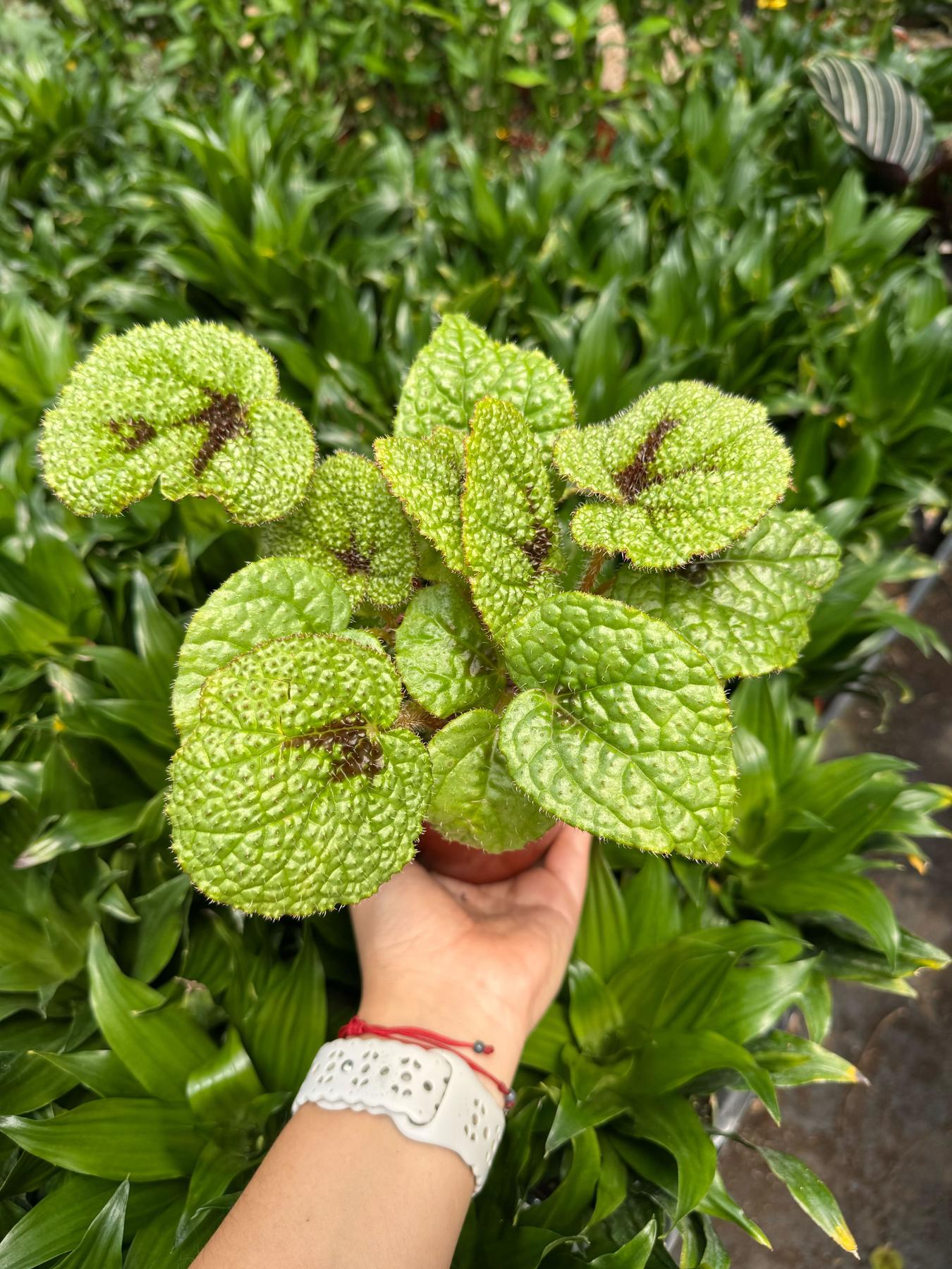 Begonia 'Iron Cross'-4" Plant-The Succulent Source