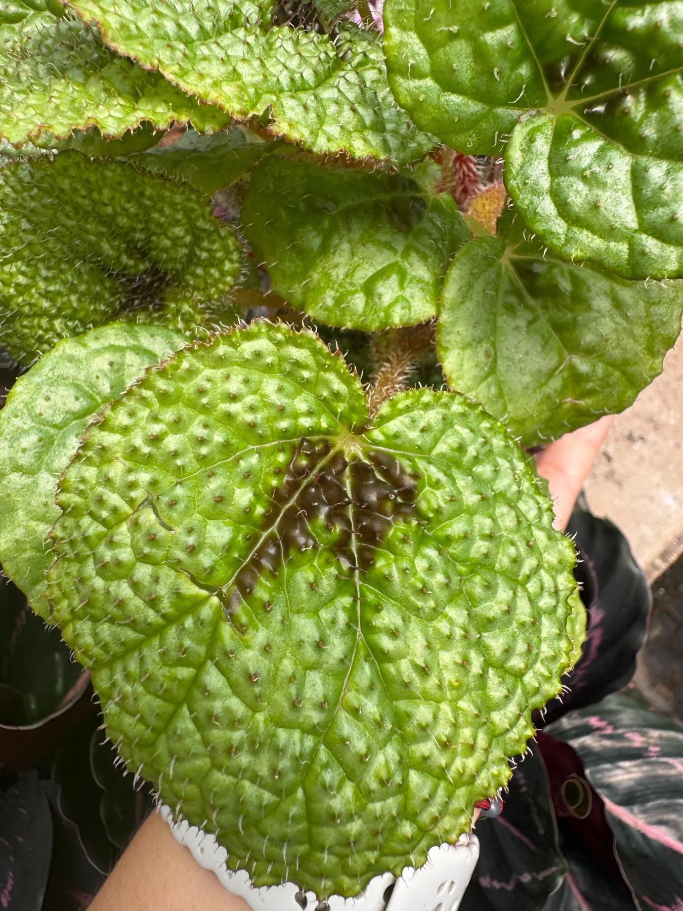 Begonia 'Iron Cross'-4" Plant-The Succulent Source