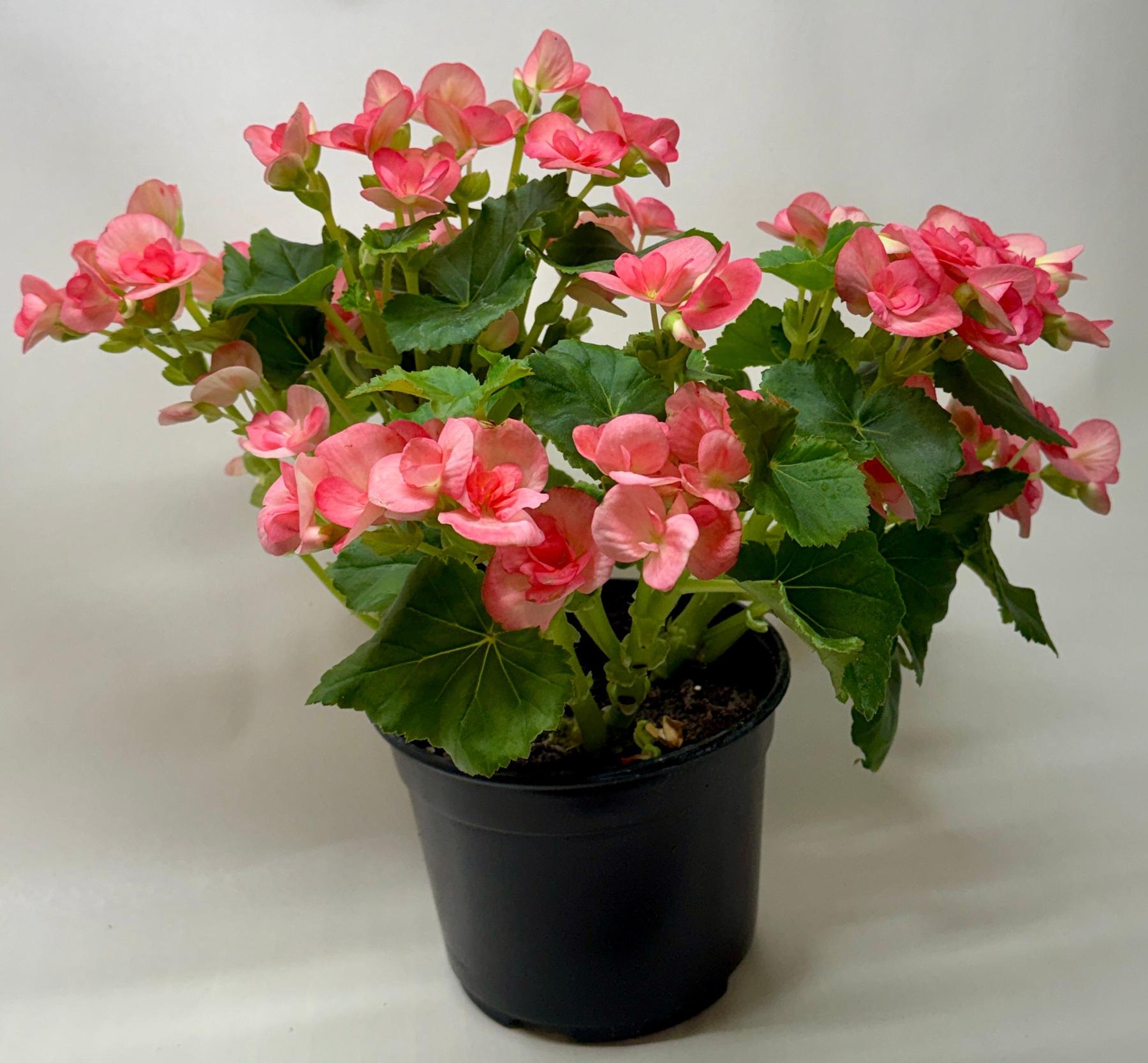 Begonia 'Reiger'-Indoor Plants-The Succulent Source