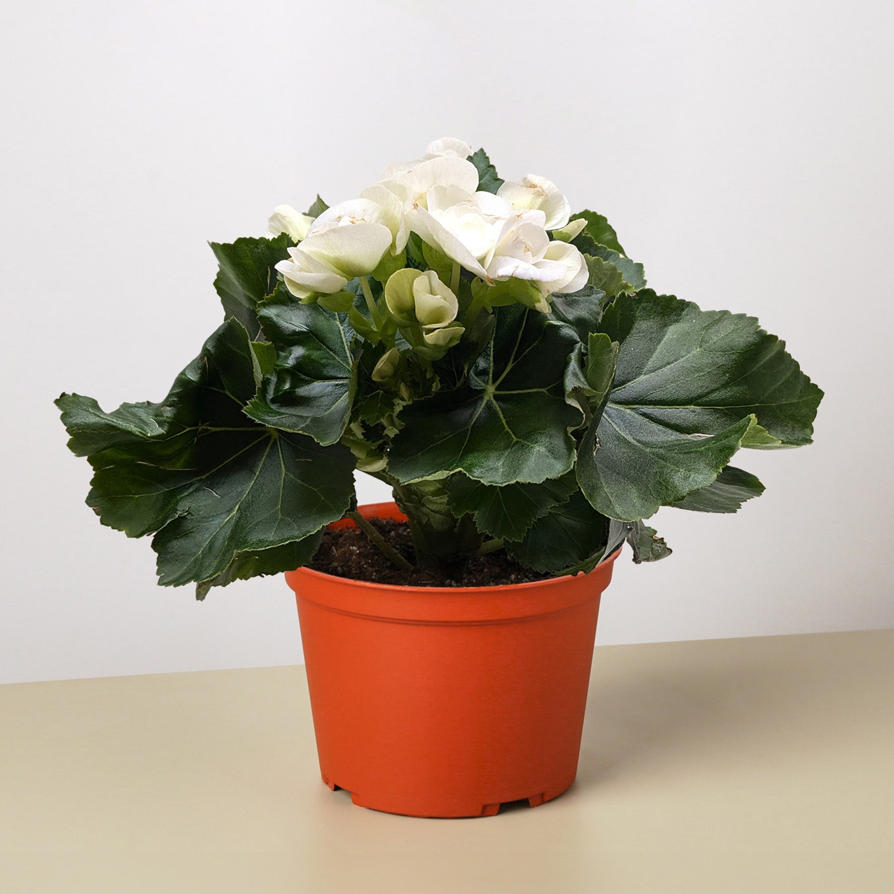 Begonia 'Reiger'-Indoor Plants-The Succulent Source