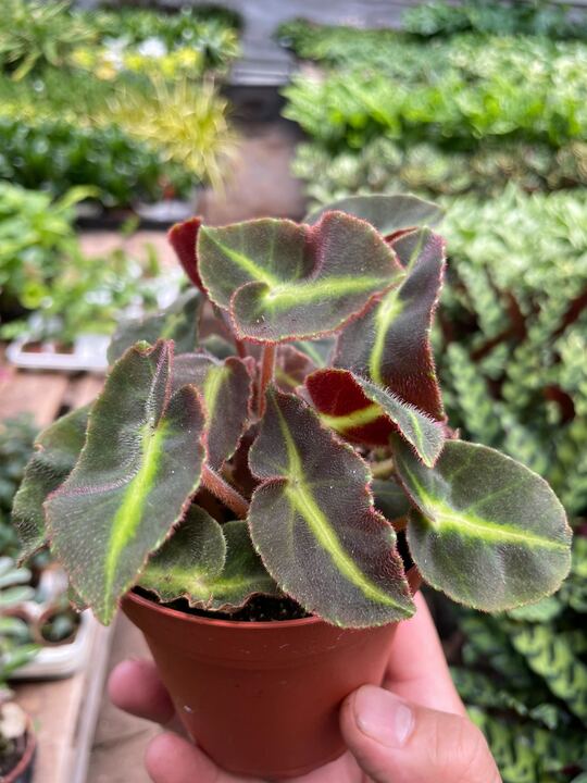 Begonia 'Striped'-Flowering-The Succulent Source