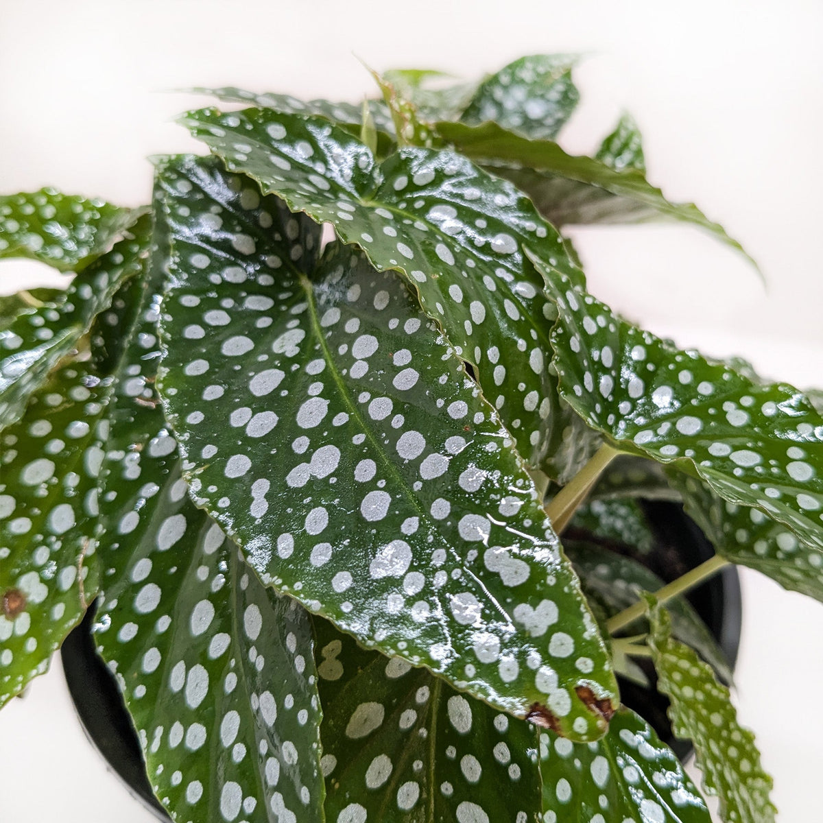 Begonia 'White Ice'-Indoor Plants-The Succulent Source