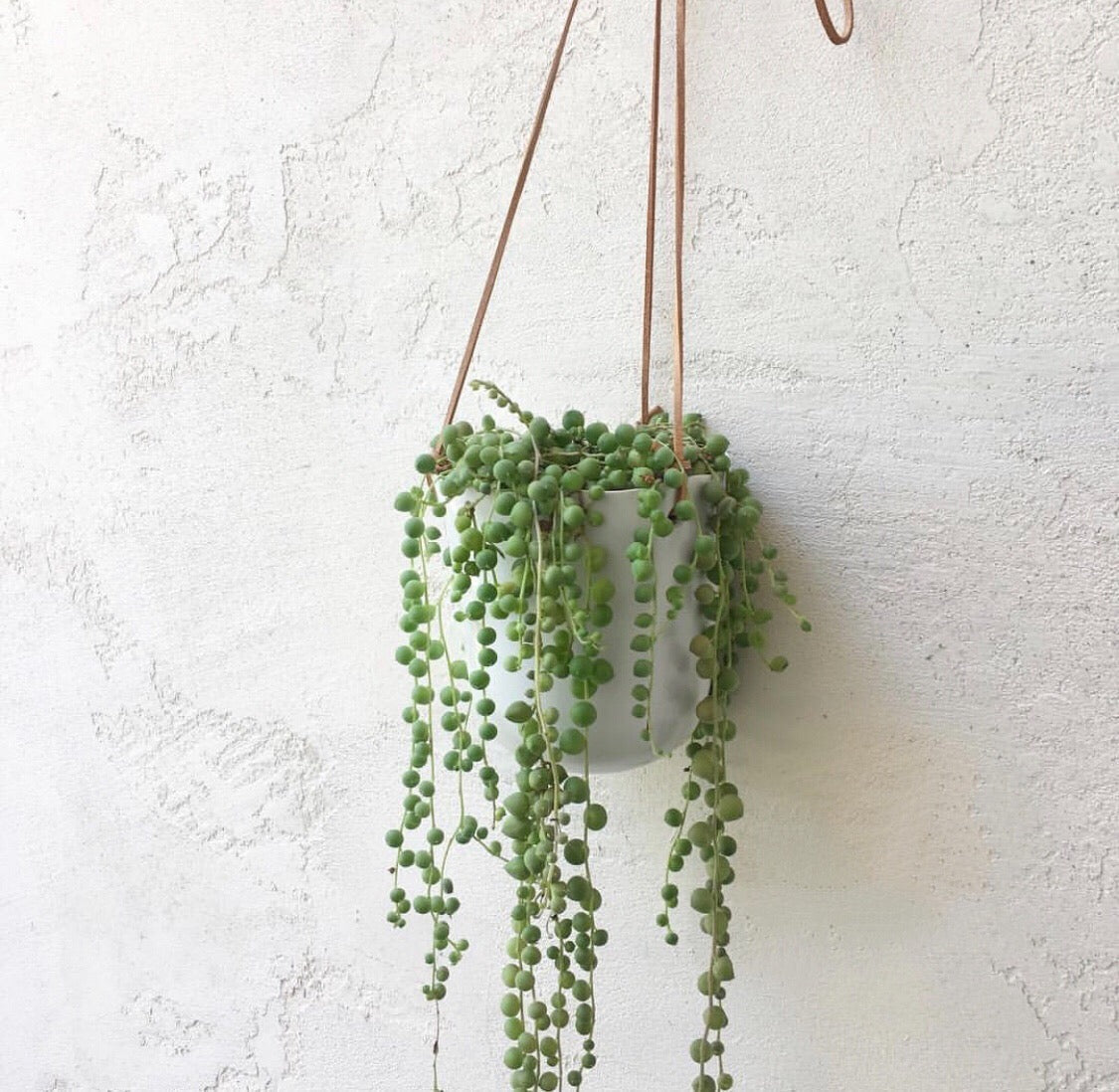 hanging succulent pots Bella Hanging Pot